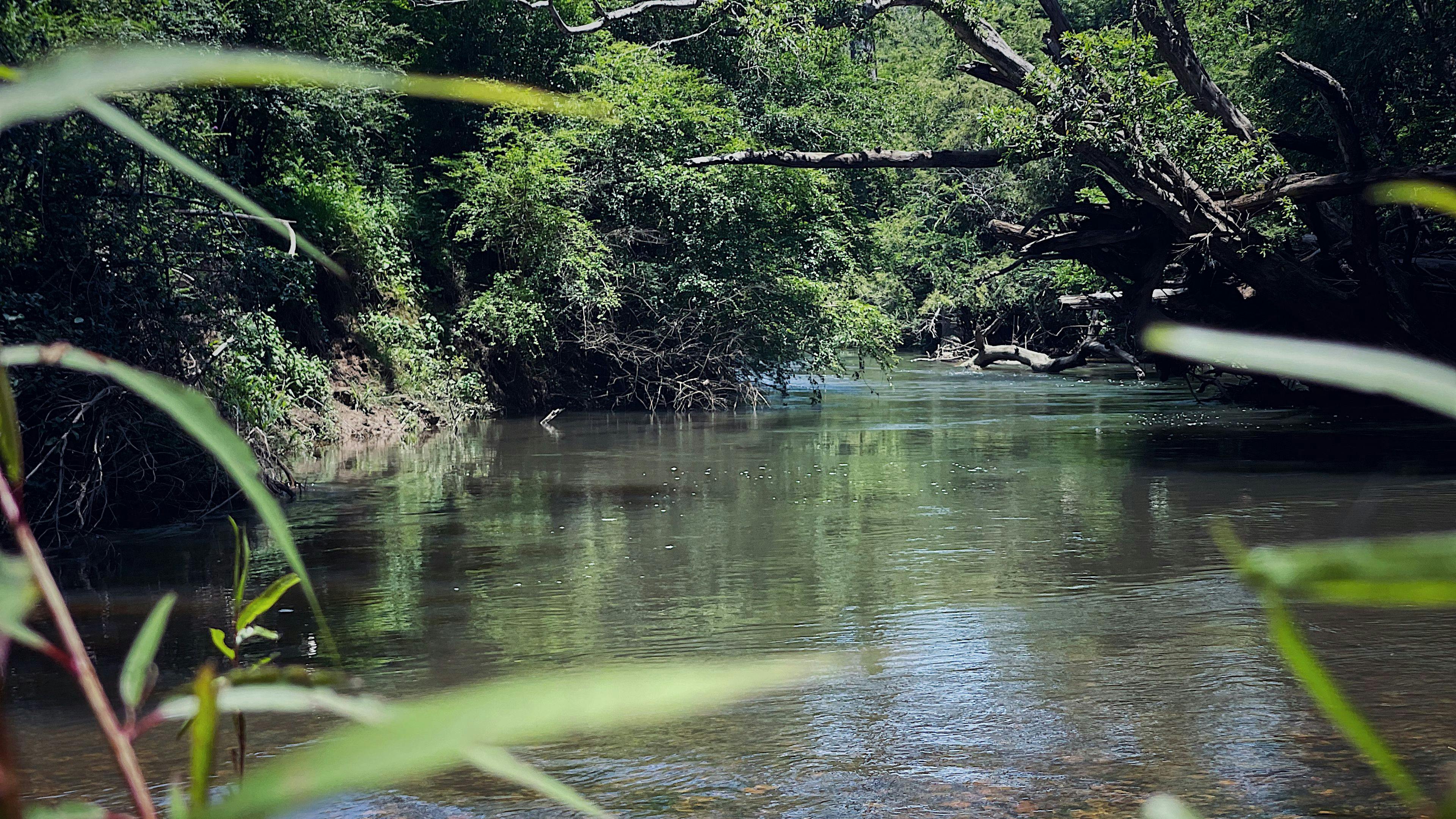Bunya Farm Bellingen