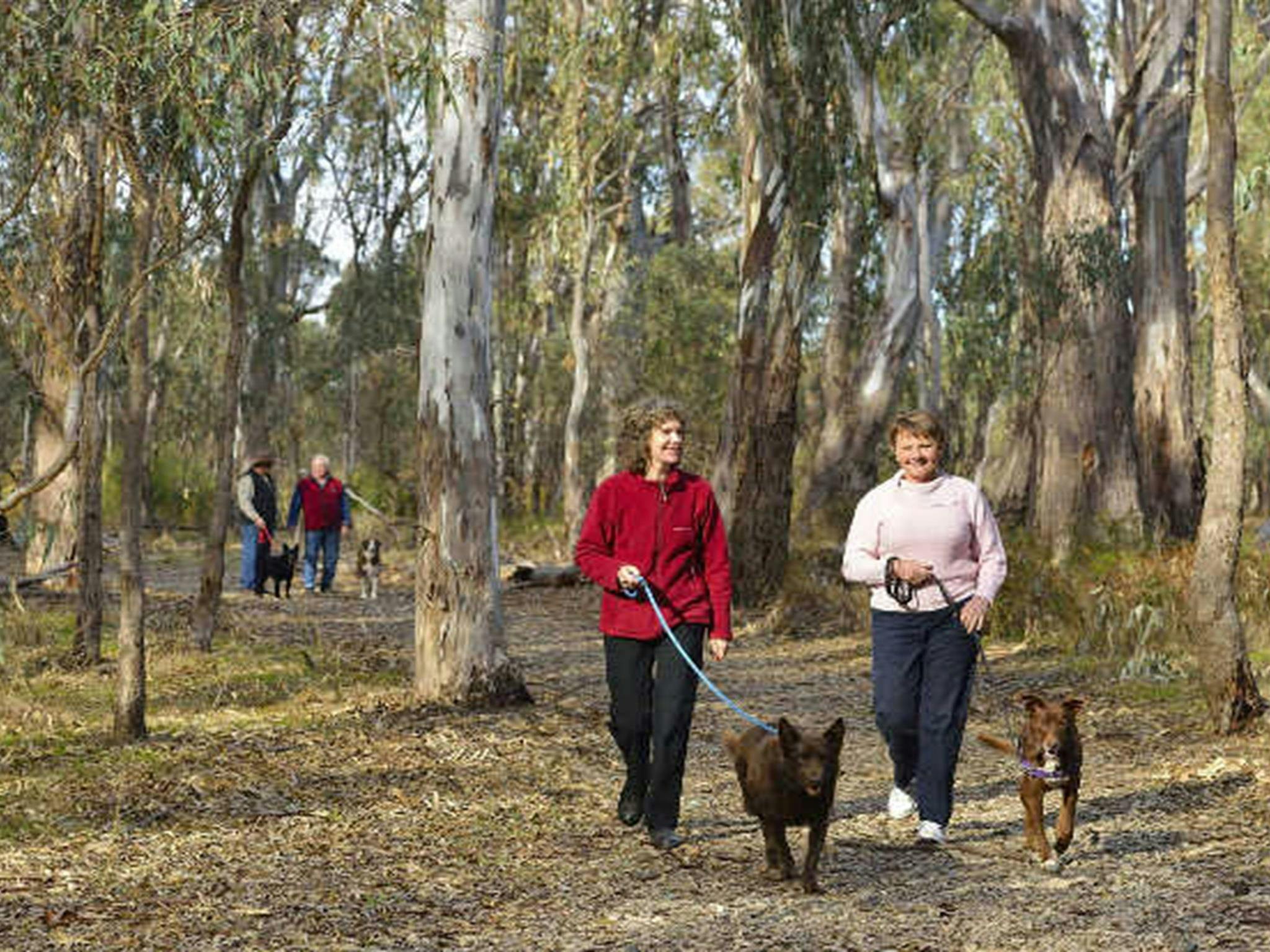 People walking their dogs along a forest trail in Murrumbidgee River Regional Park. Photo: Gavin