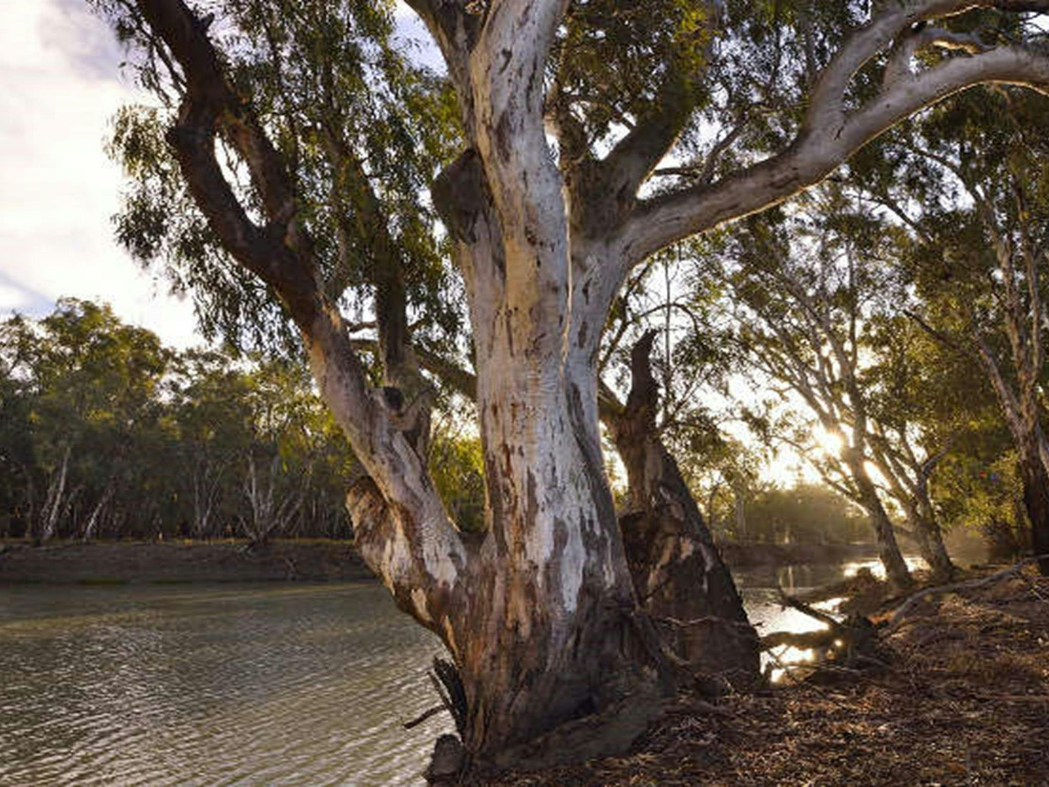 View of Murrumbidgee River with large gum tree in the foreground.  Photo: Gavin Hansford/OEH.