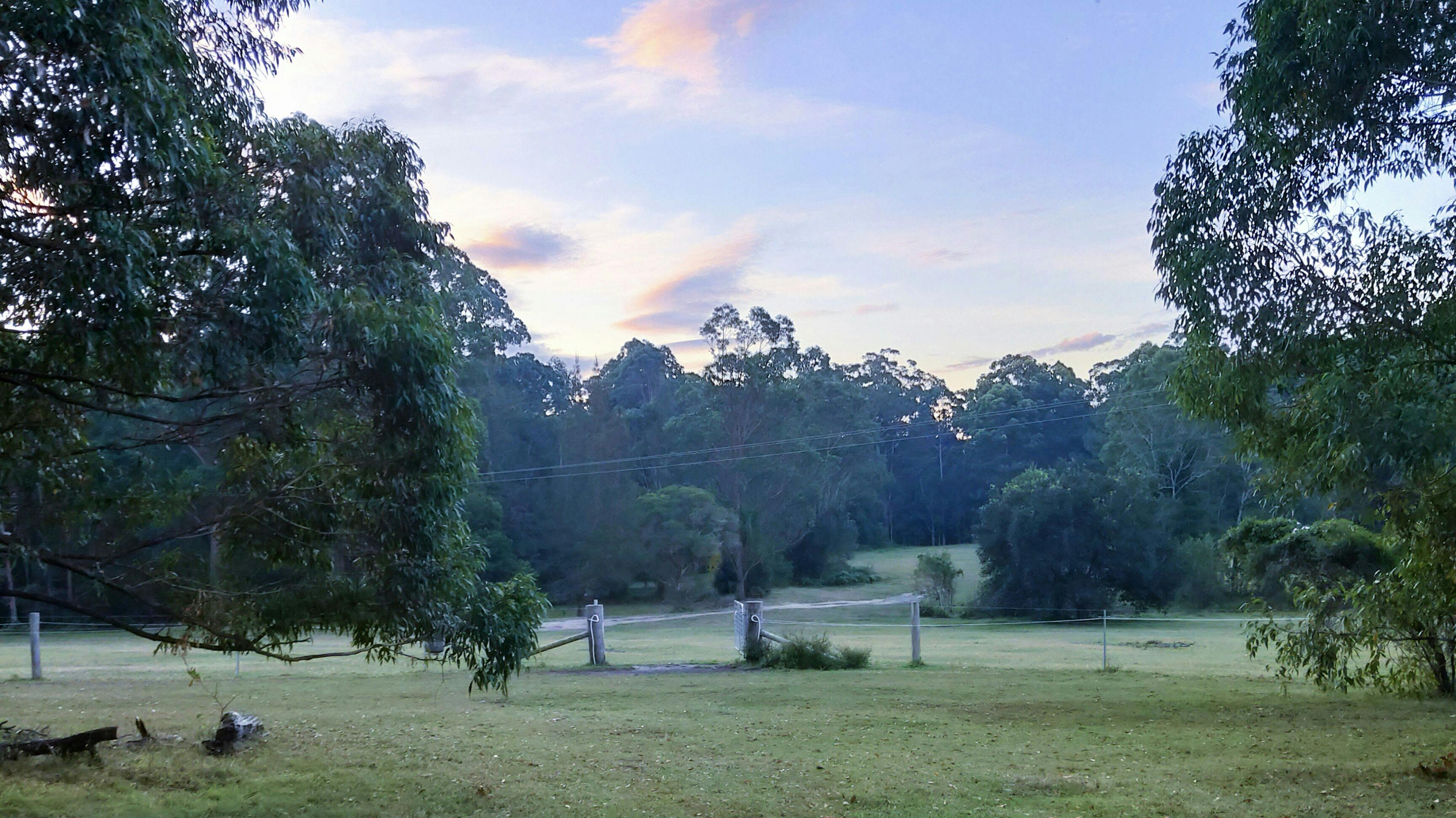 Bunyip's Camp