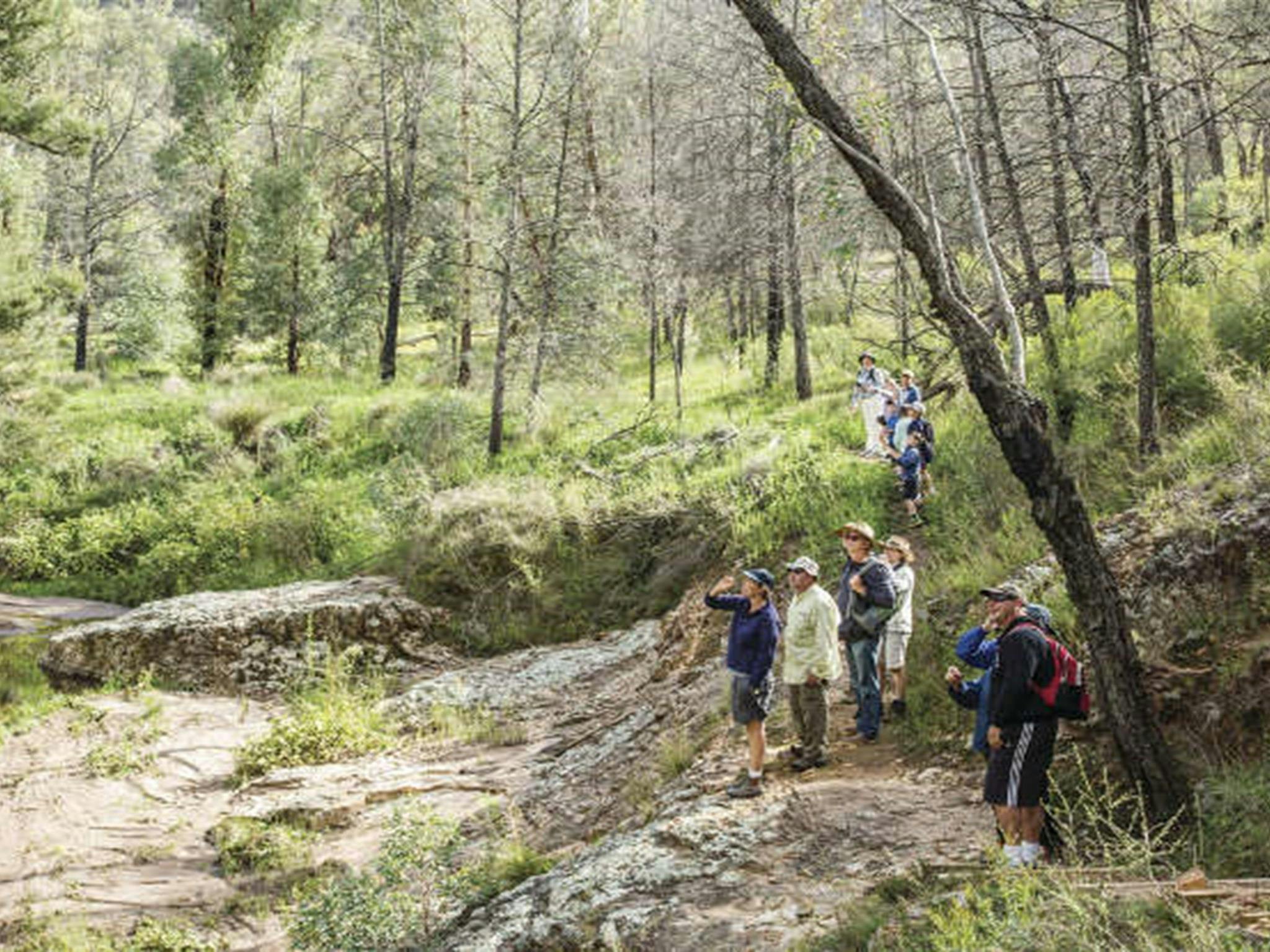 A group of people birdwatching on a guided tour along Burbie Canyon walking track in Warrumbungle