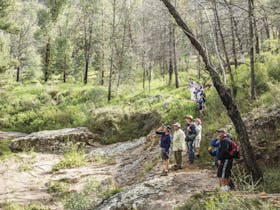 A group of people birdwatching on a guided tour along Burbie Canyon walking track in Warrumbungle
