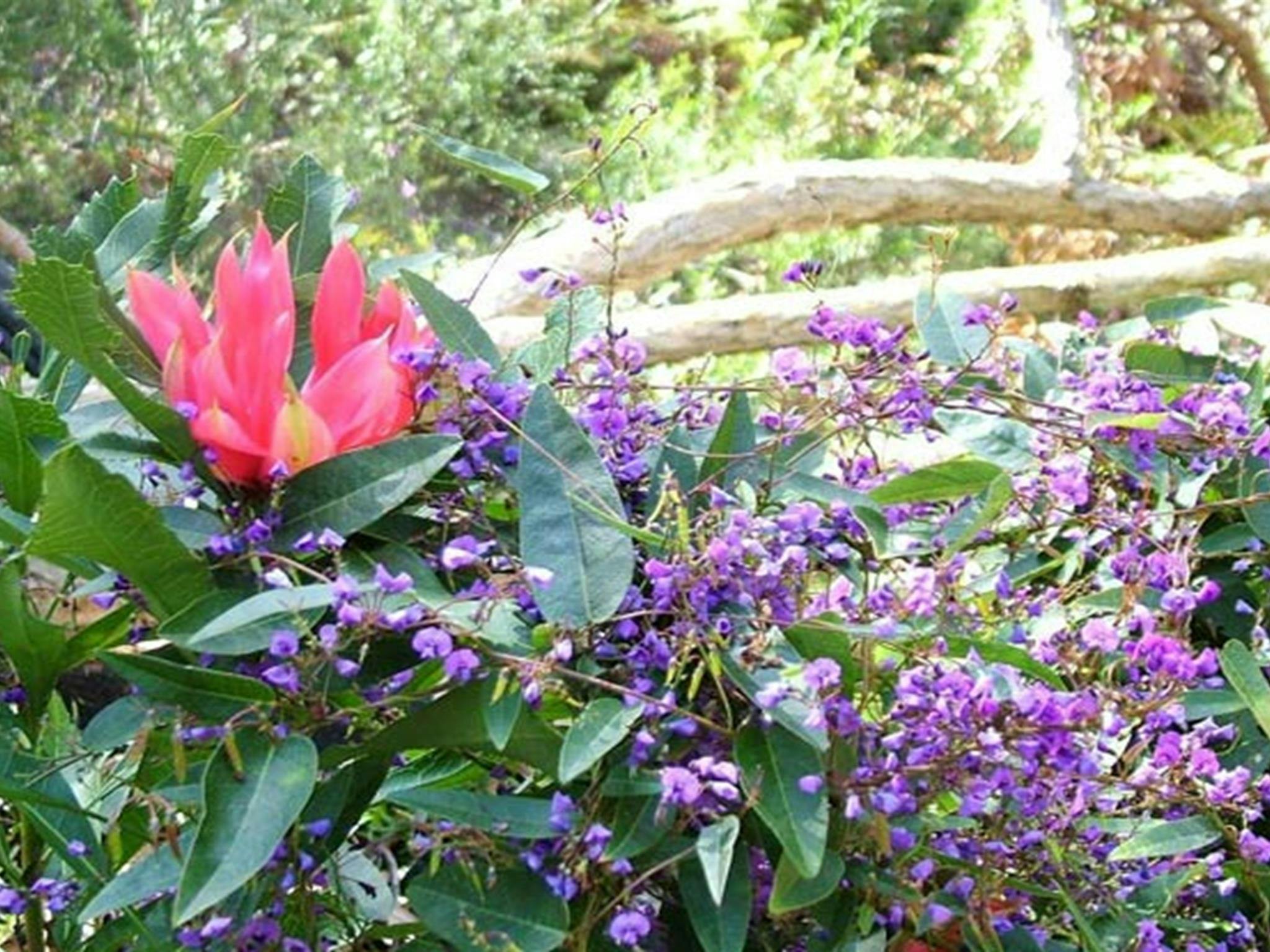 Burragorang State Conservation Area, waratah and harenbergia. Photo: A Horton/NSW Government