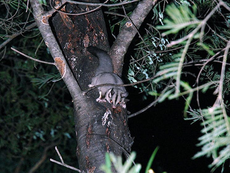 Squirrel glider, Greater Blue Mountains World Heritage Area. Photo: Jeff Betteridge/OEH.