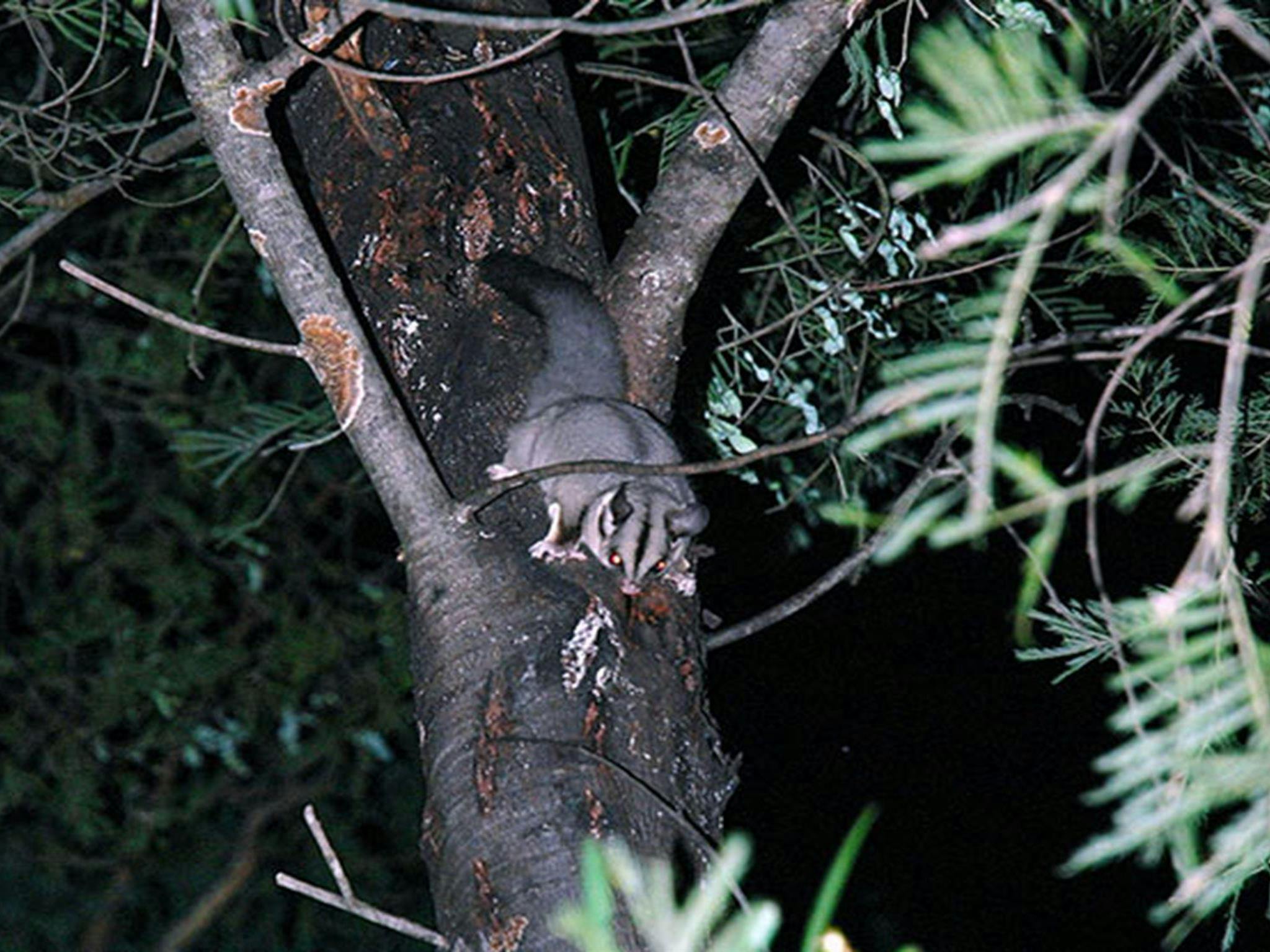 Squirrel glider, Greater Blue Mountains World Heritage Area. Photo: Jeff Betteridge/OEH.