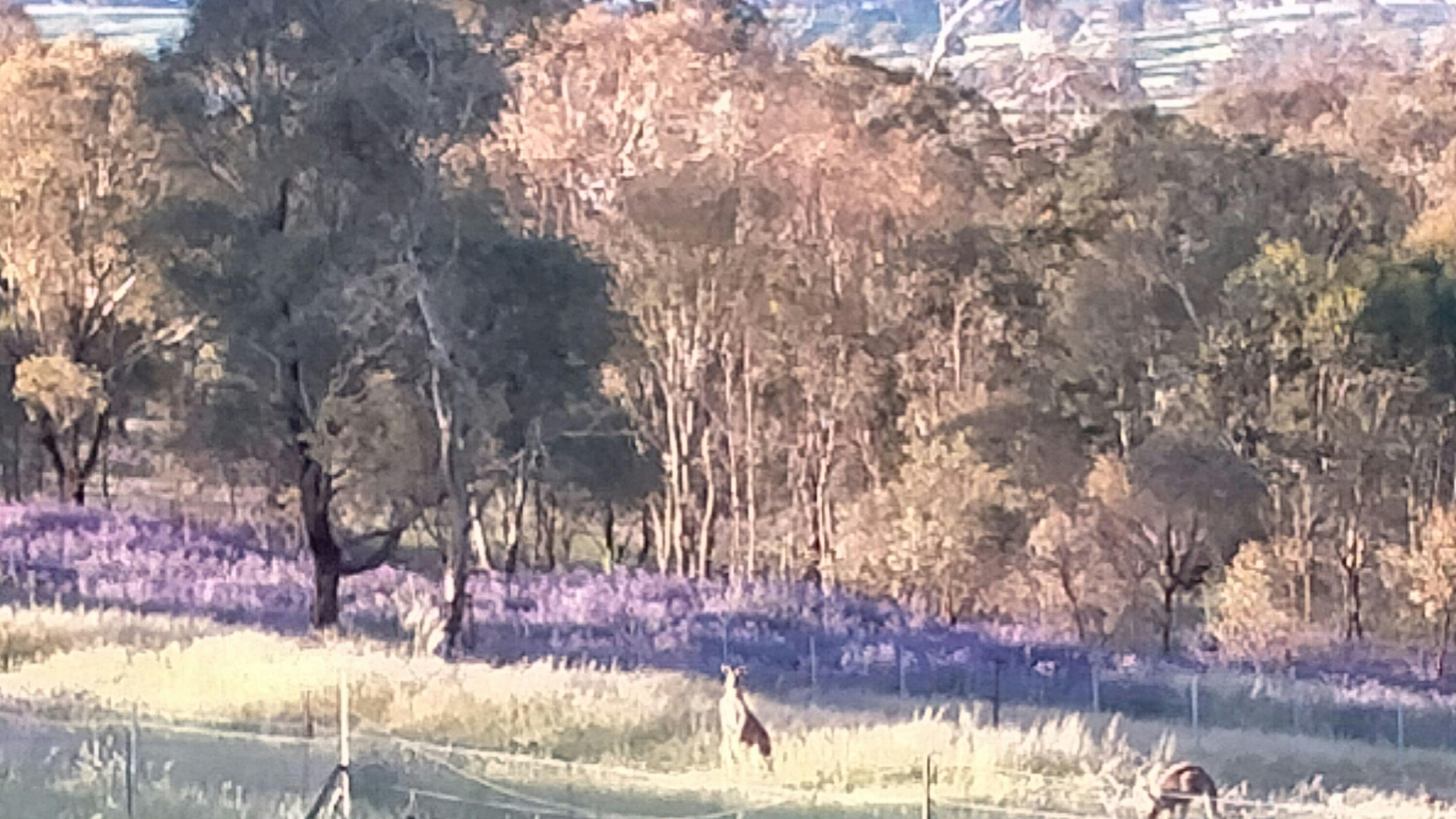 Burranuk Farm、バサースト、ニューサウスウェールズ州。