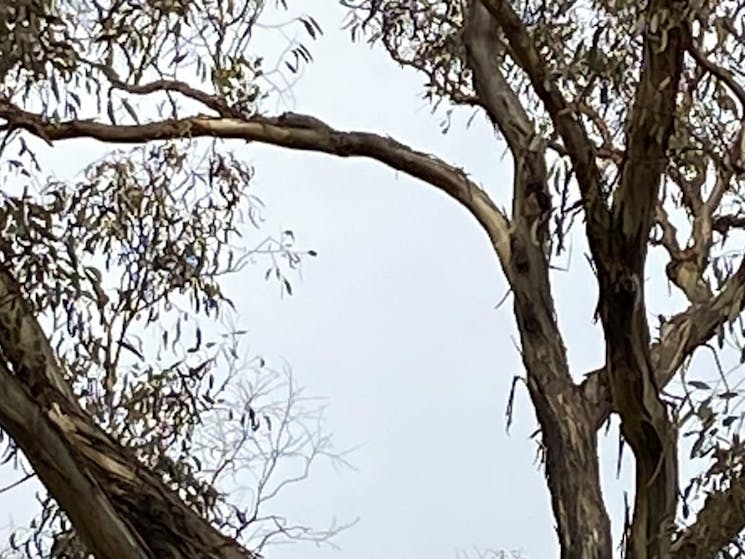 Koala napping.