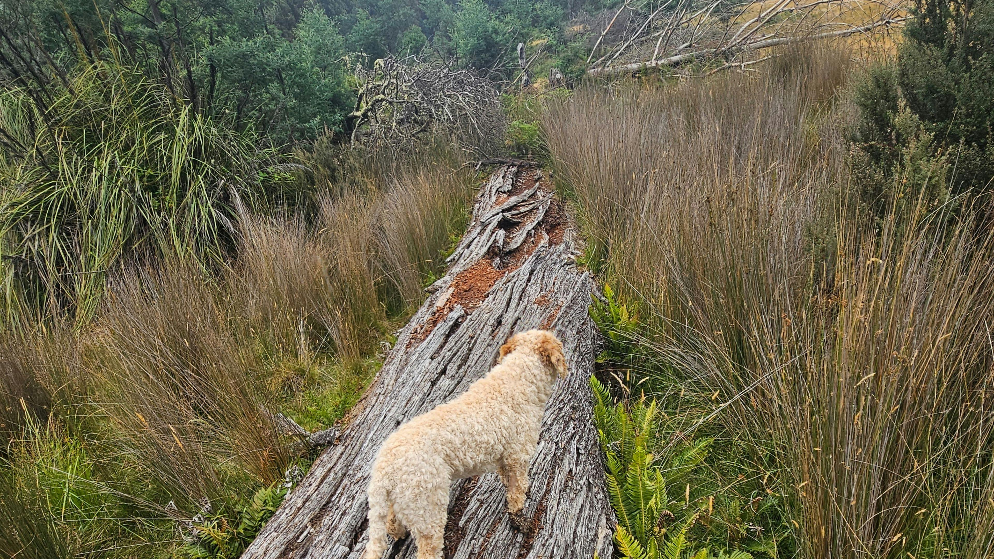 Bushy Mountain Views