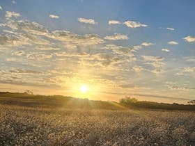 Beachport Bush Camp