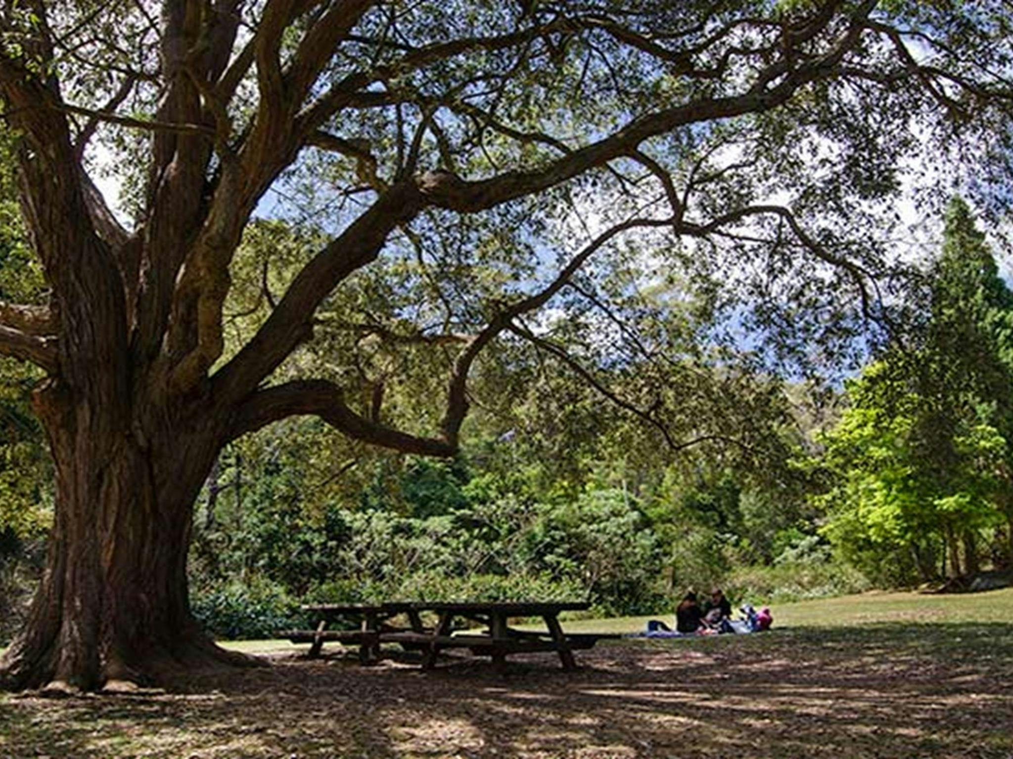 A shady tree towering over a picnic table at Byarong Park in Illawarra Escarpment State Conservation