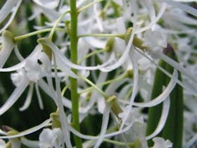 Australian Native Orchid Show