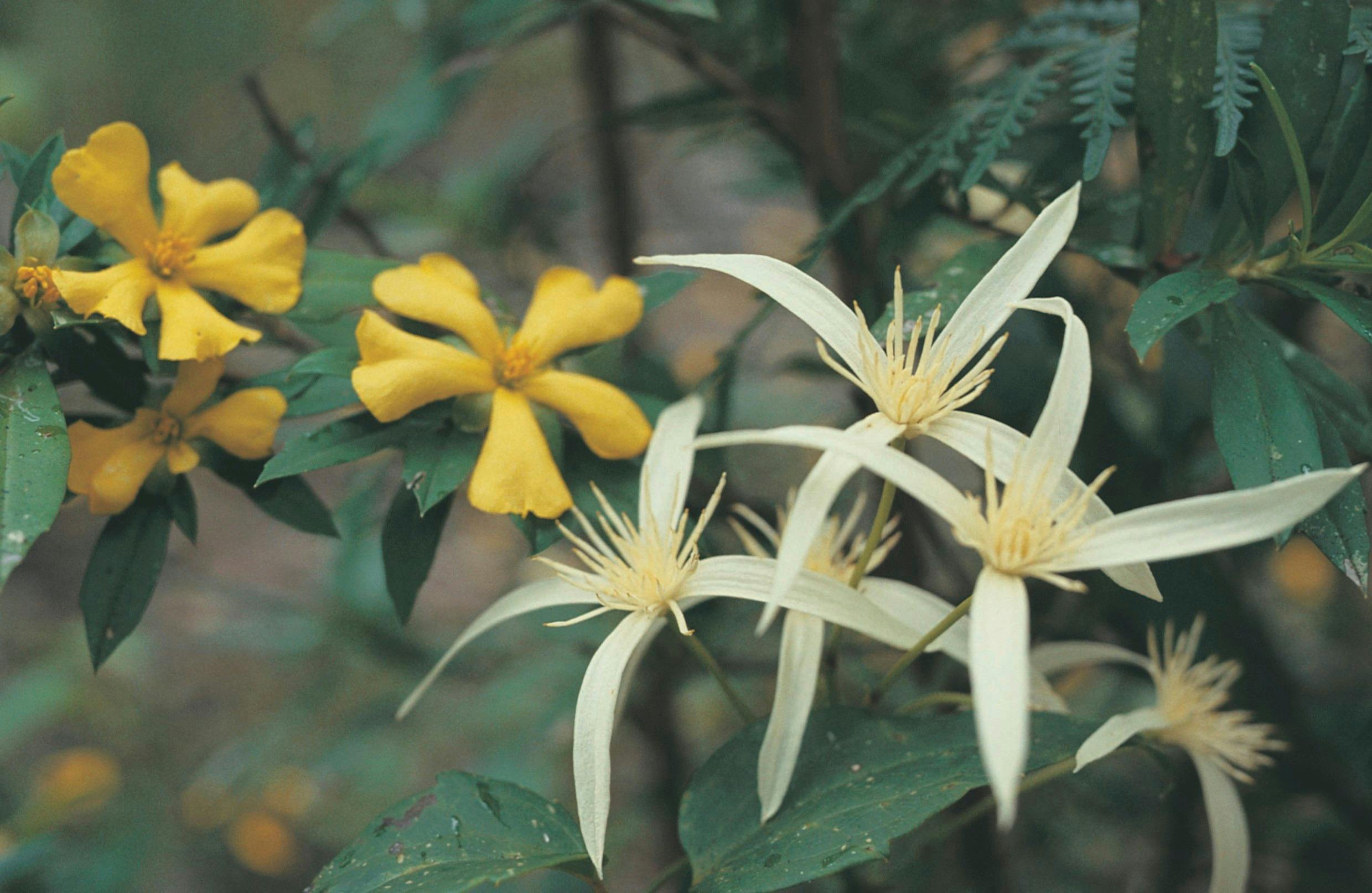 Wineries and Wildflowers, Swan Valley, Western Australia