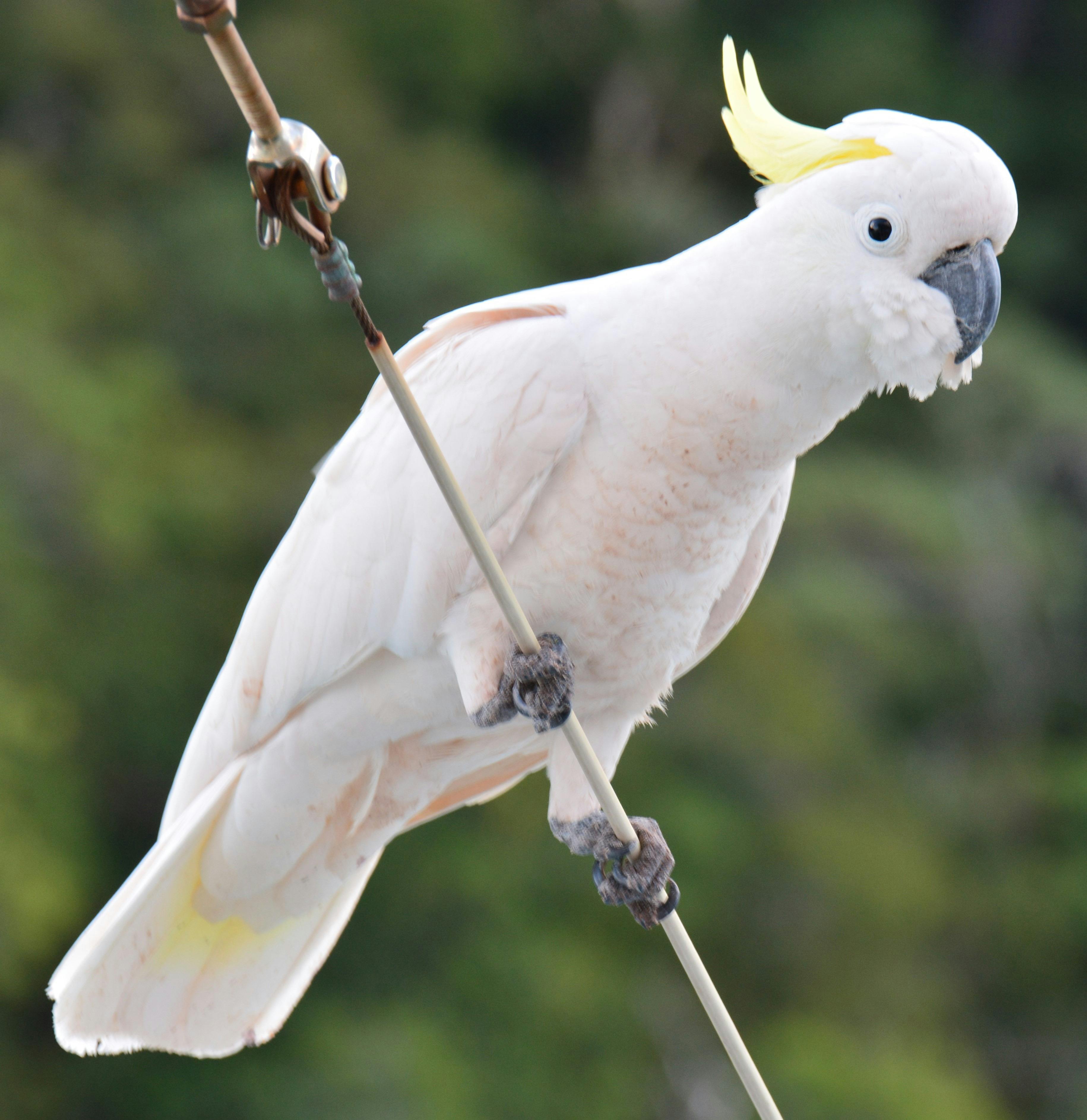 We often get a visit from friendly Cockatoos