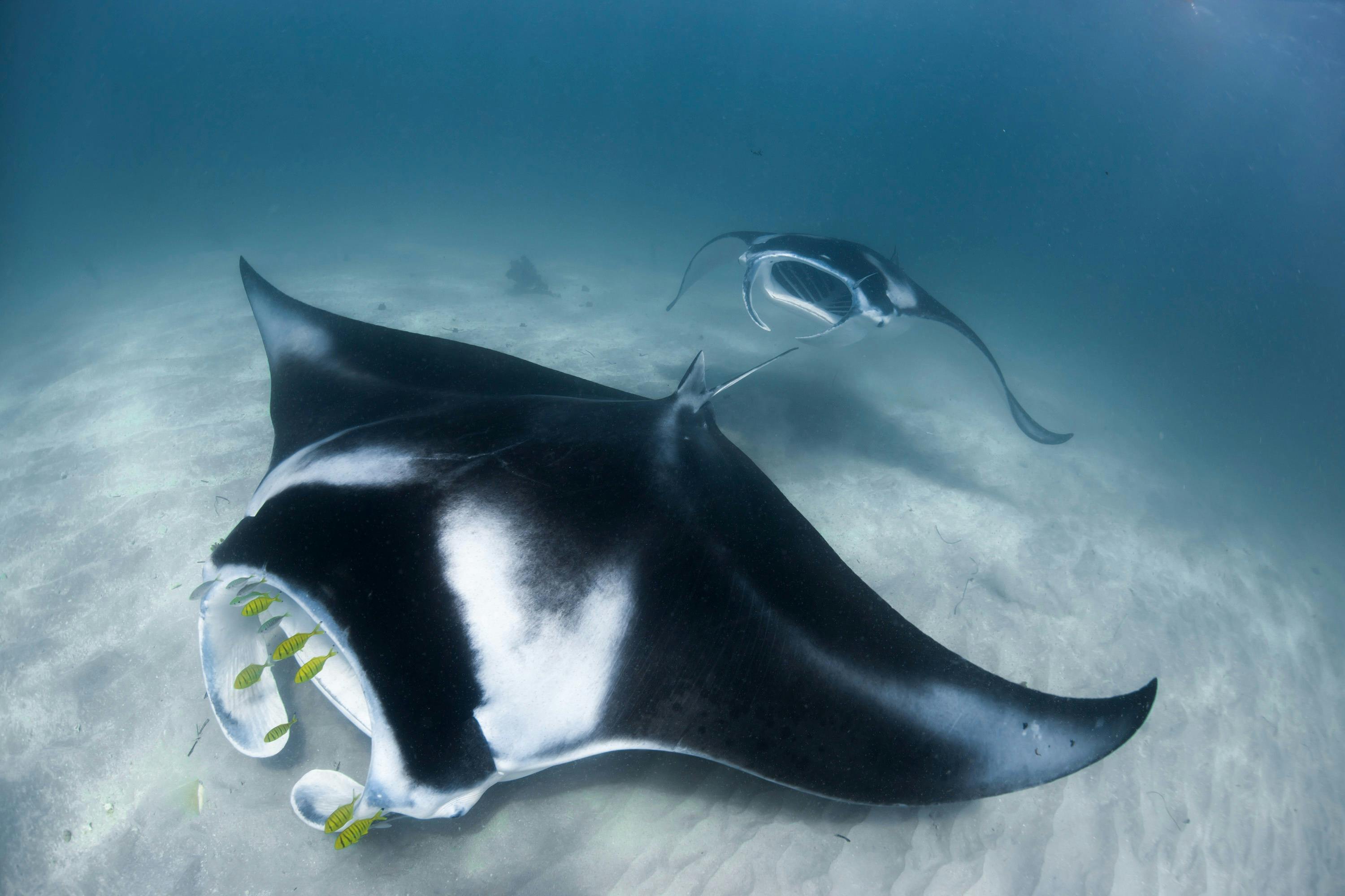 Manta Rays