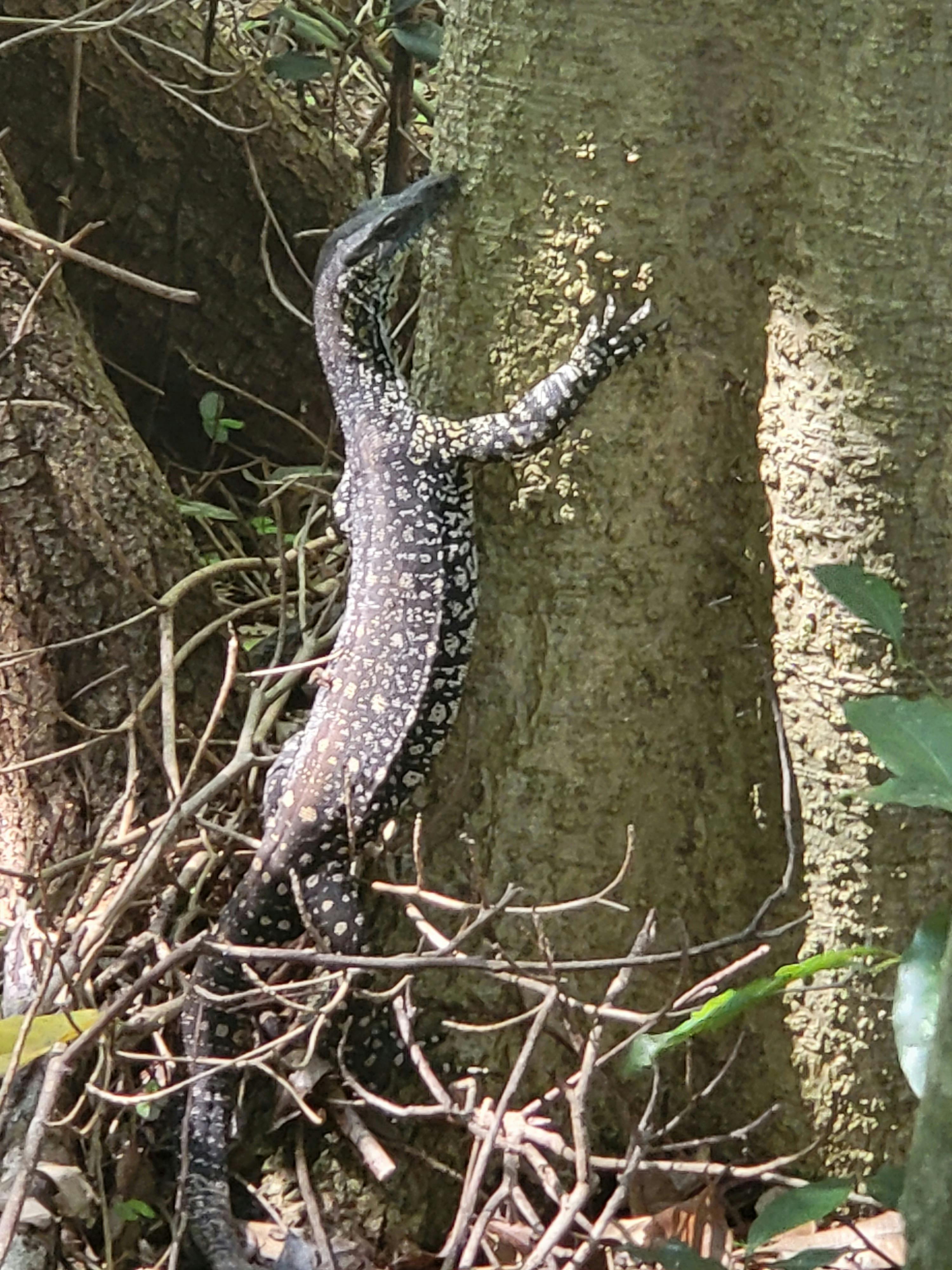 Goanna