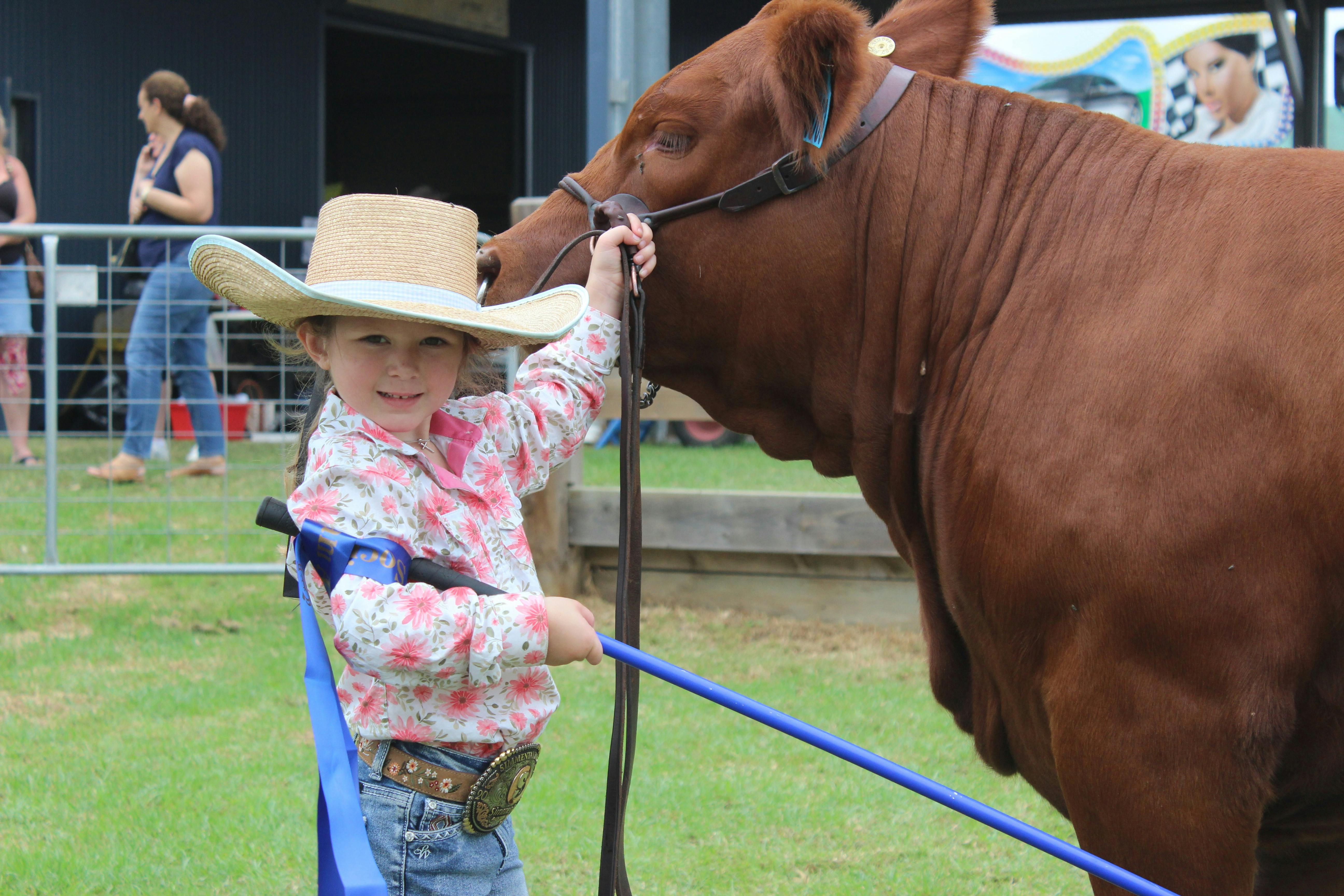 Young girl parading cow