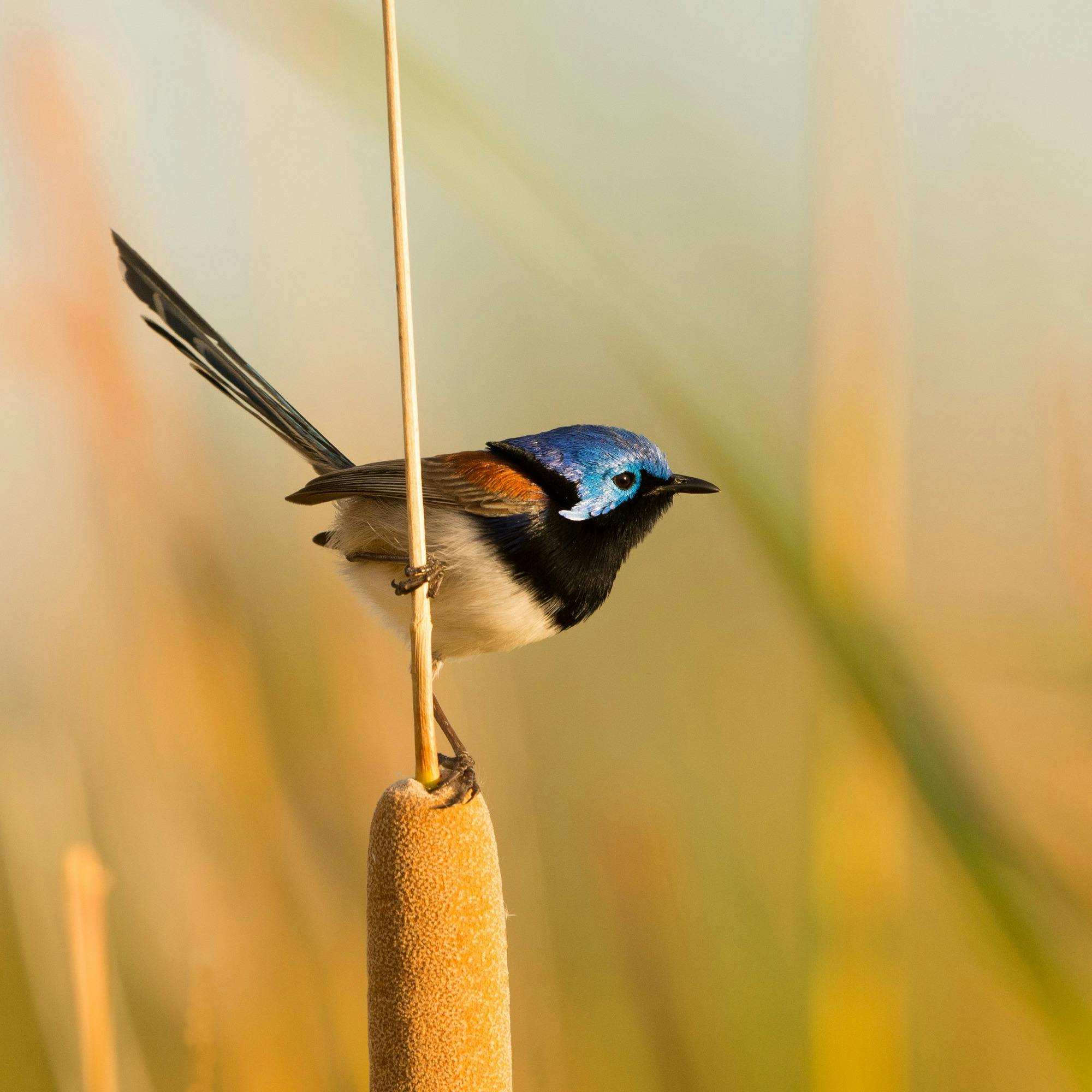 Variegated fairy-wren