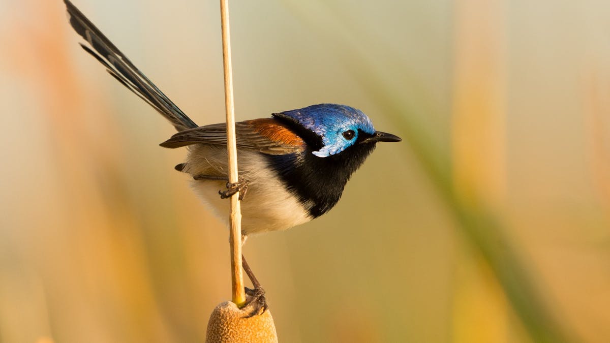 Variegated fairy-wren