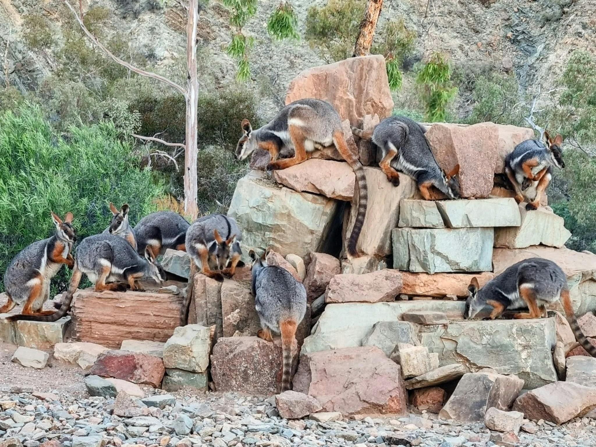 Arkaroola