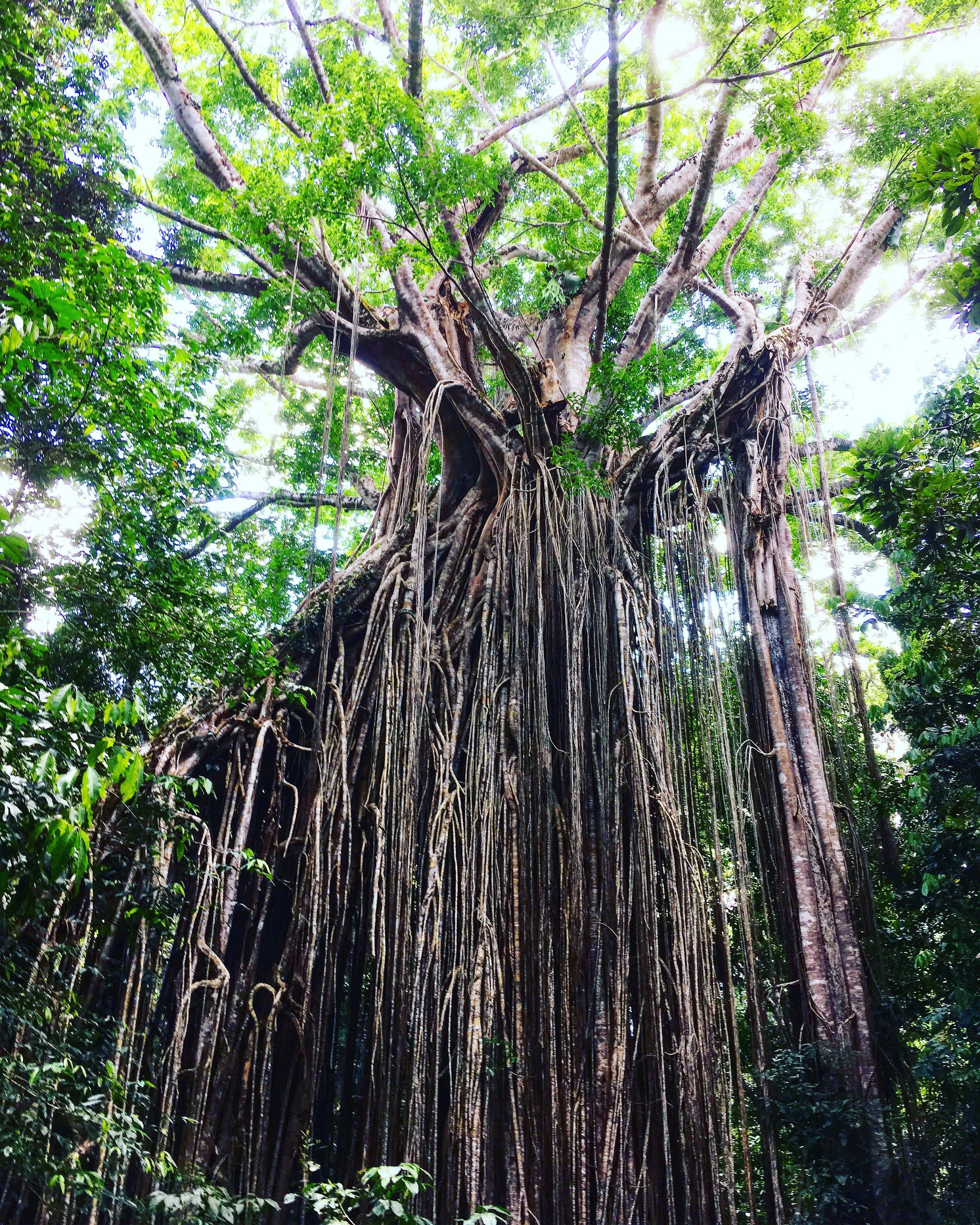 These Ancient trees are nearly 400 yrs old