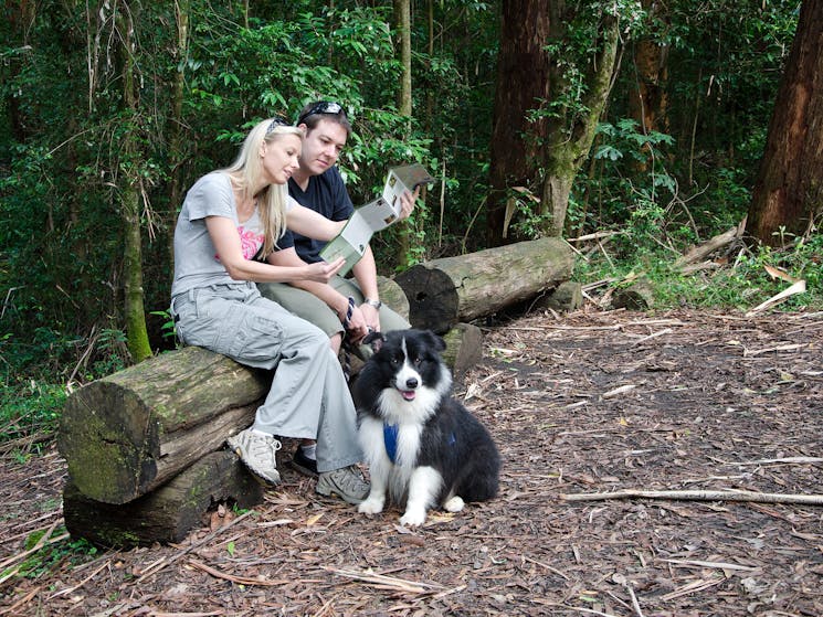 Dogs are welcome in NSW State Forests