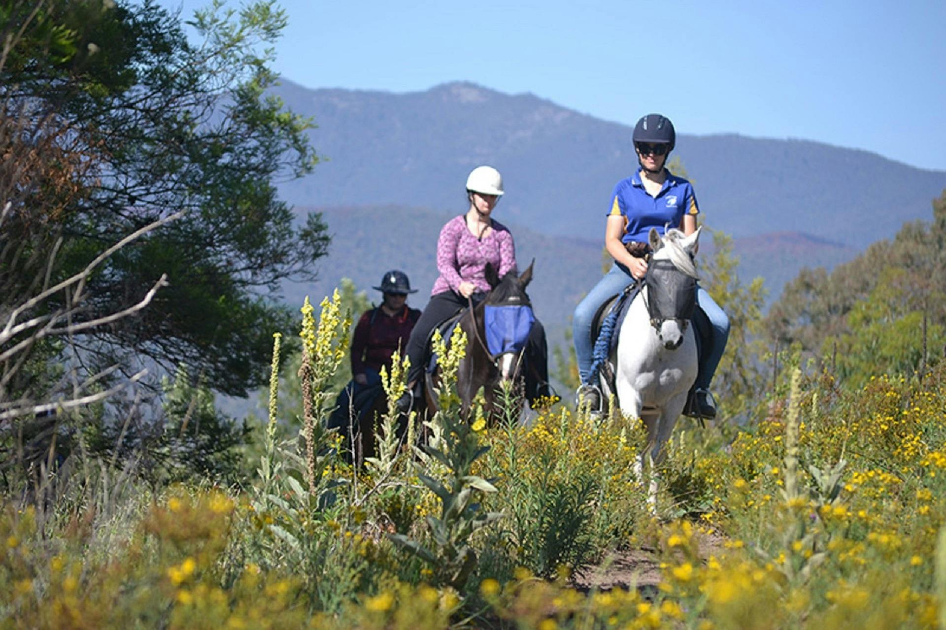 Forest Park trail rides.