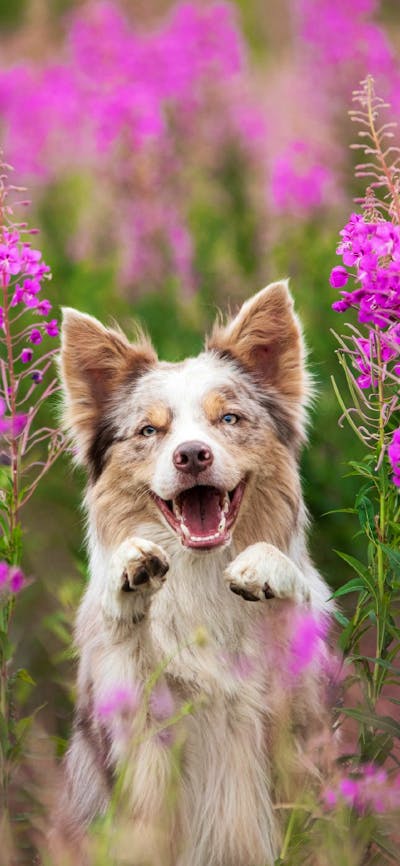 Top Dog Film Festival 2025