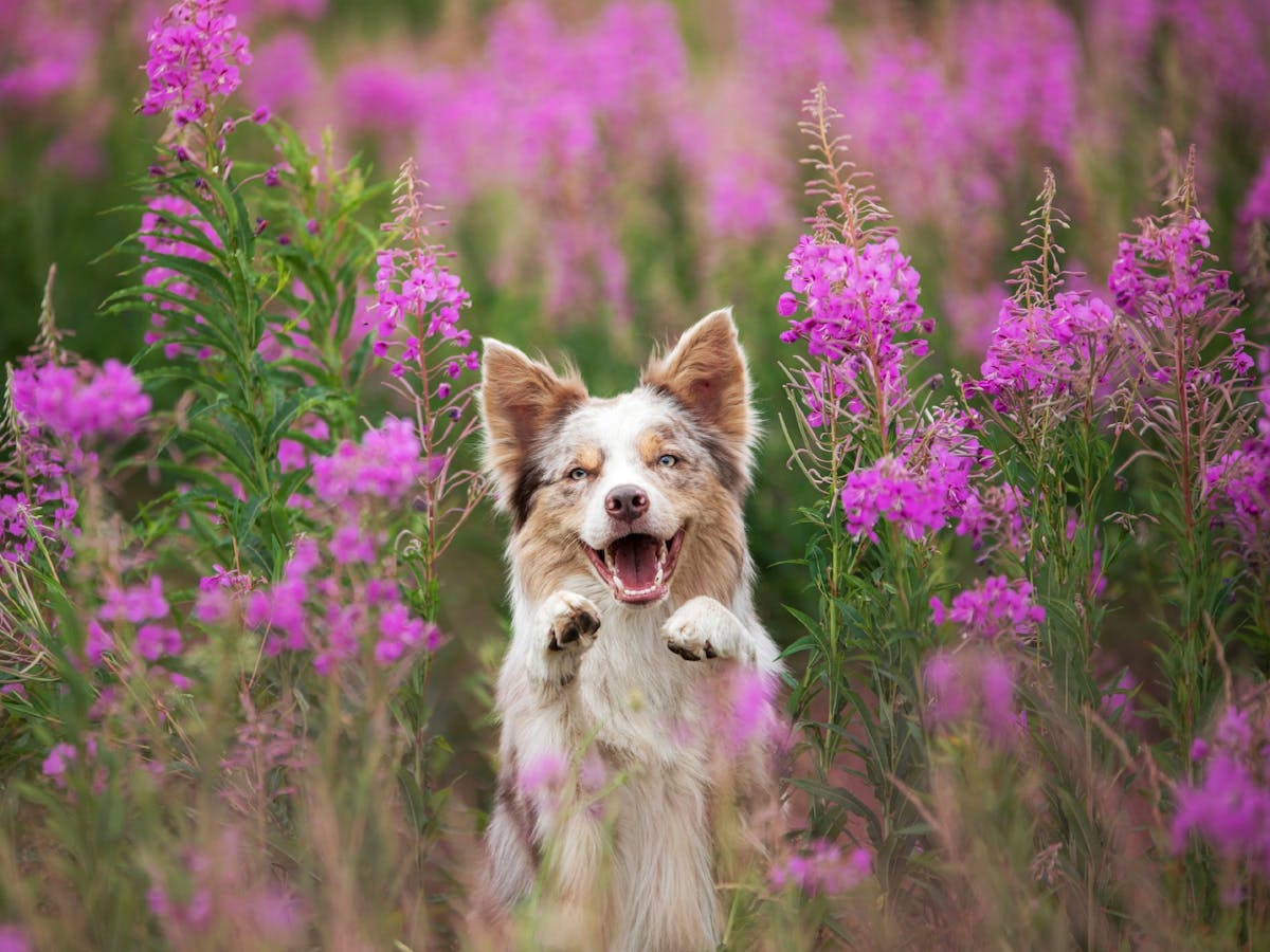 Top Dog Film Festival 2025