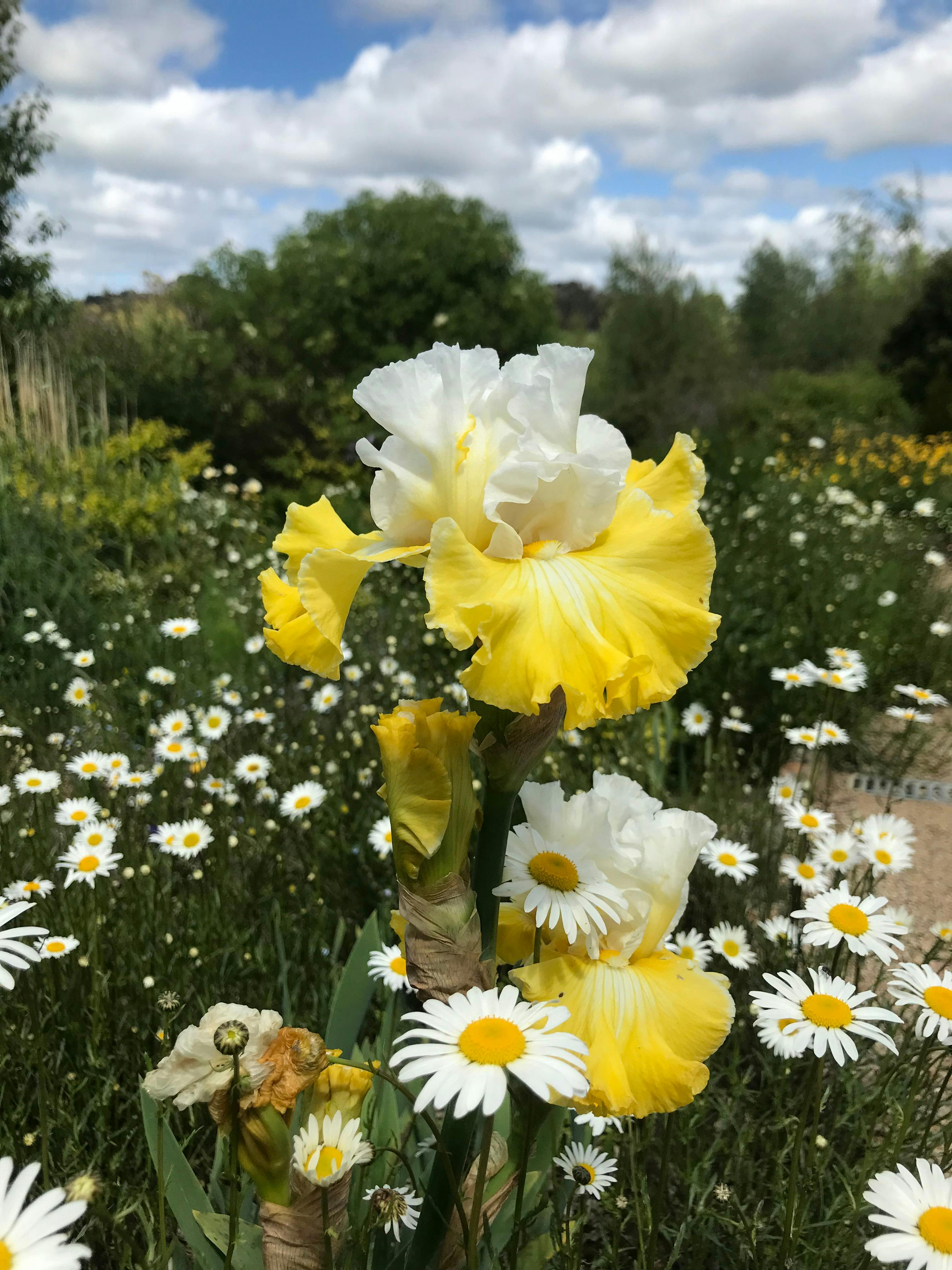 Beautiful iris are a big feature in the gardens at highfields in the spring at littley Hartley NSW