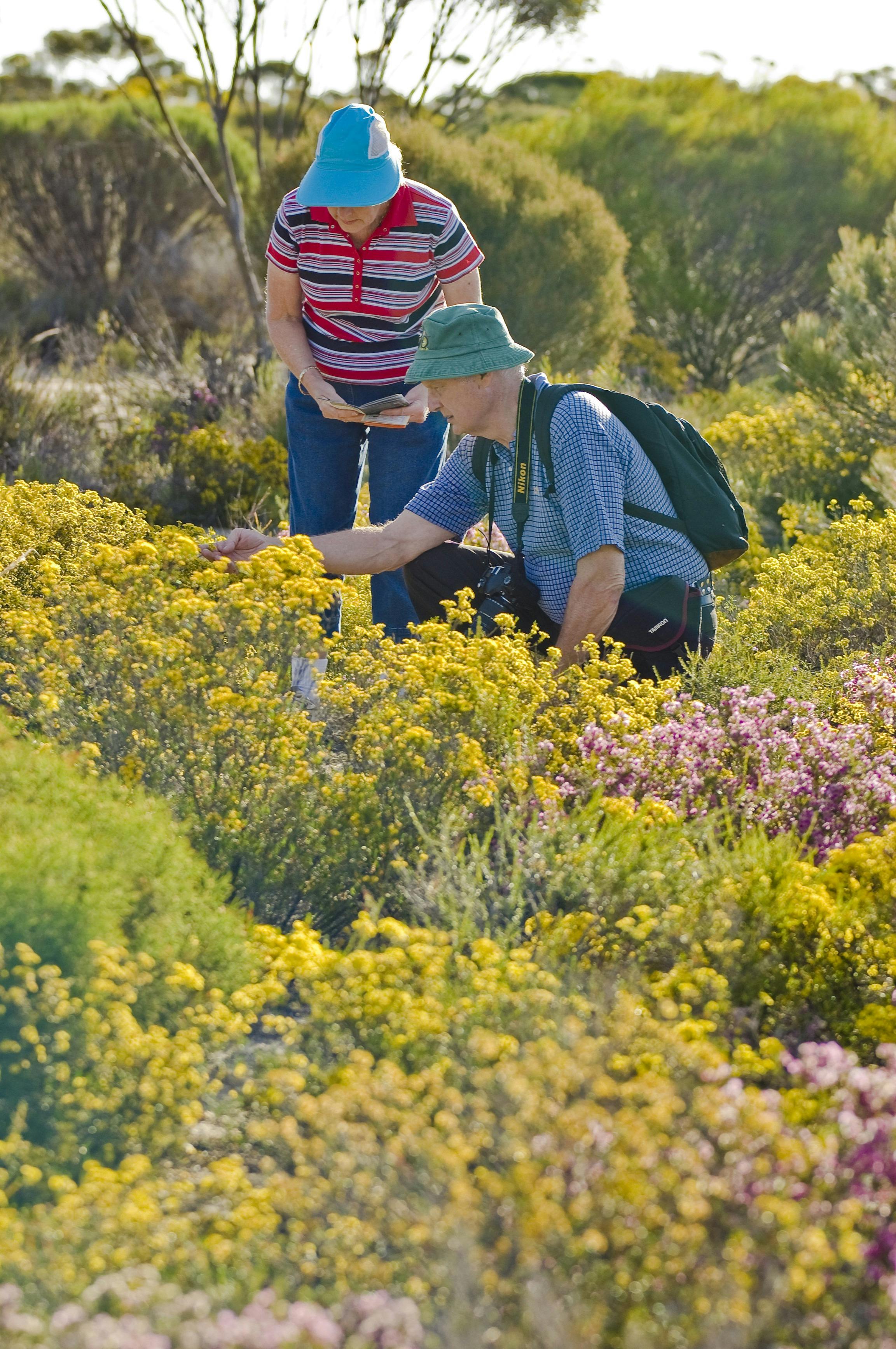 Wave Rock Wildflower Trail, Hyden, Western Australia