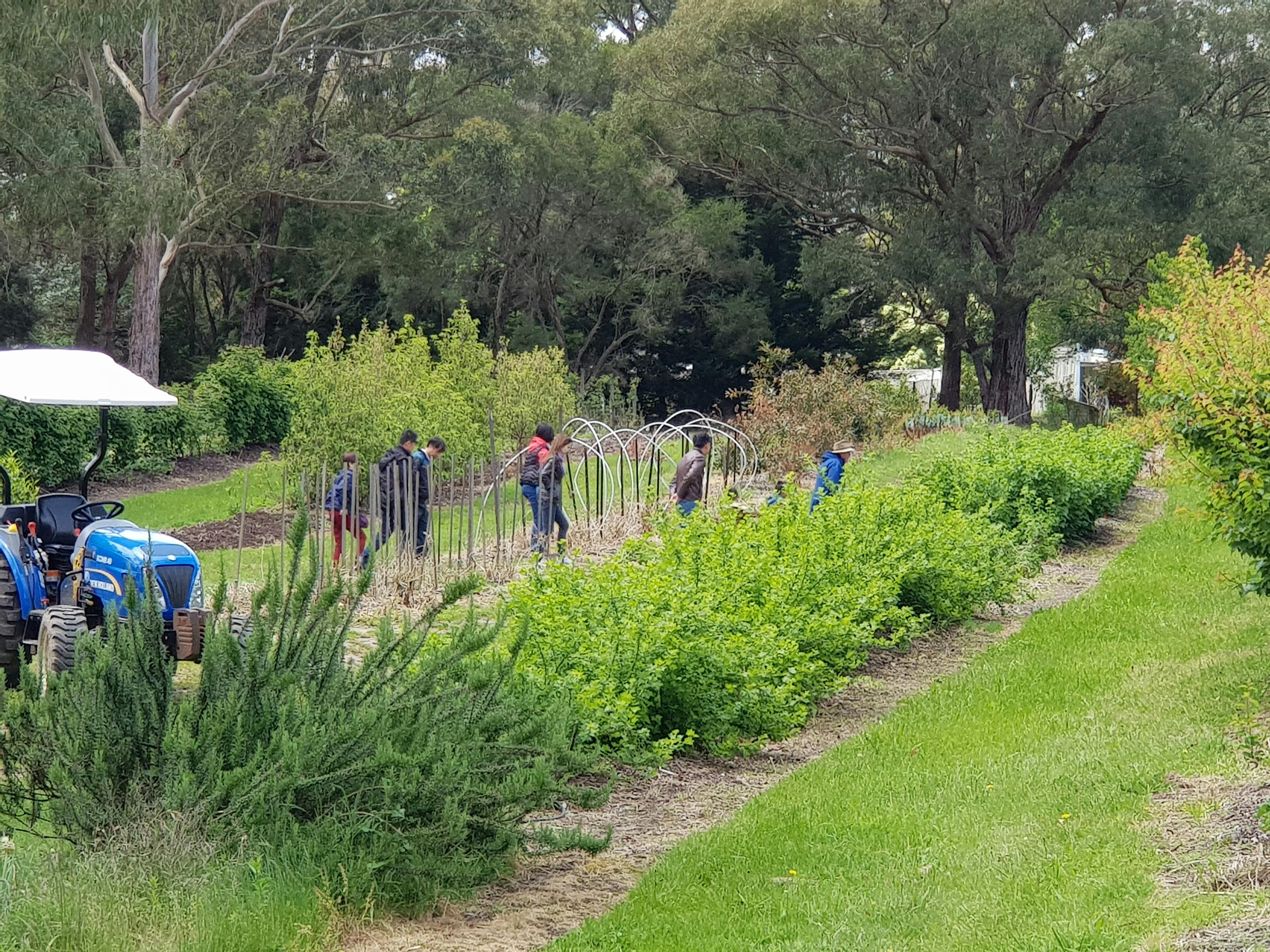 Rayners Orchard