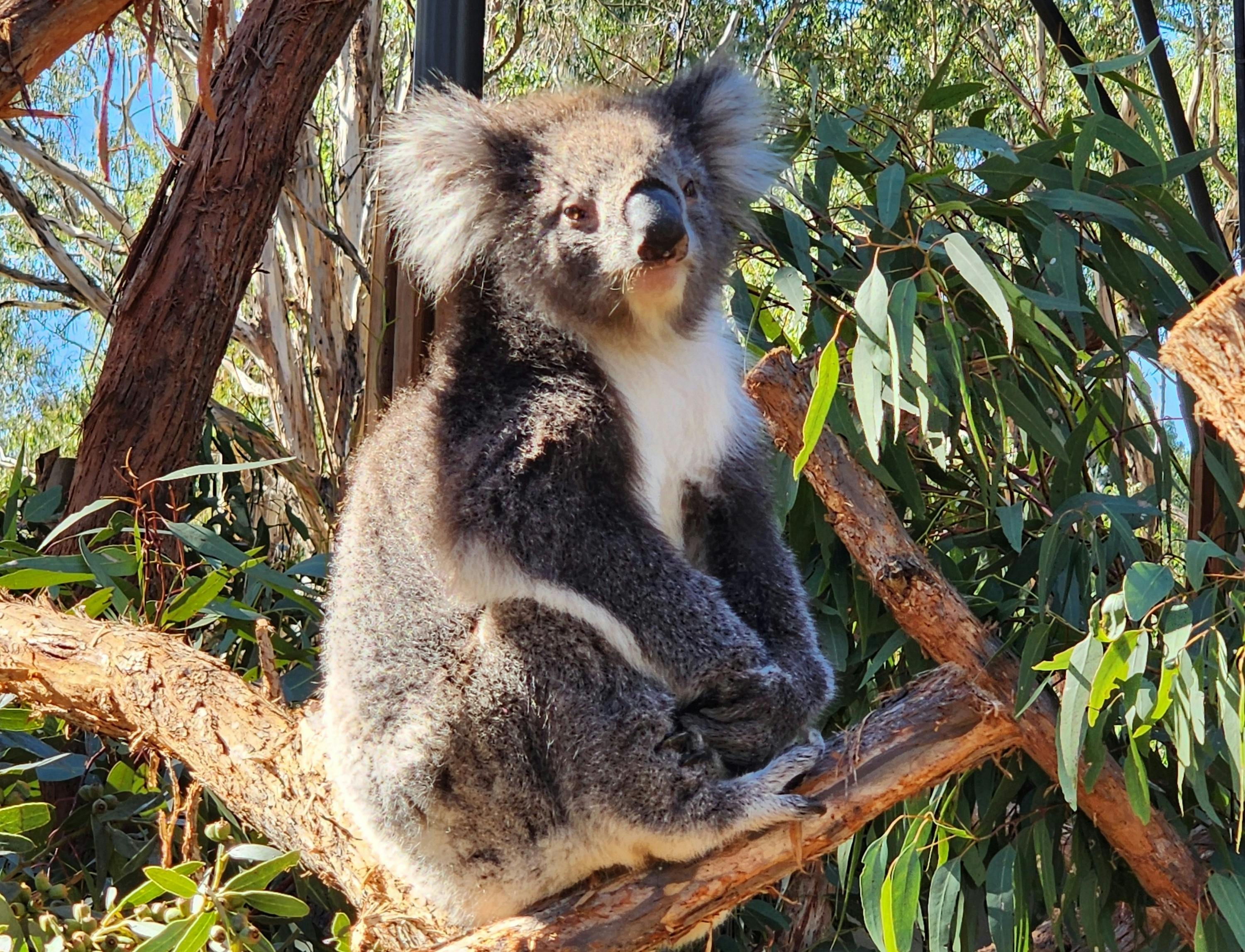 Koala at Cleland Wildlife Park
