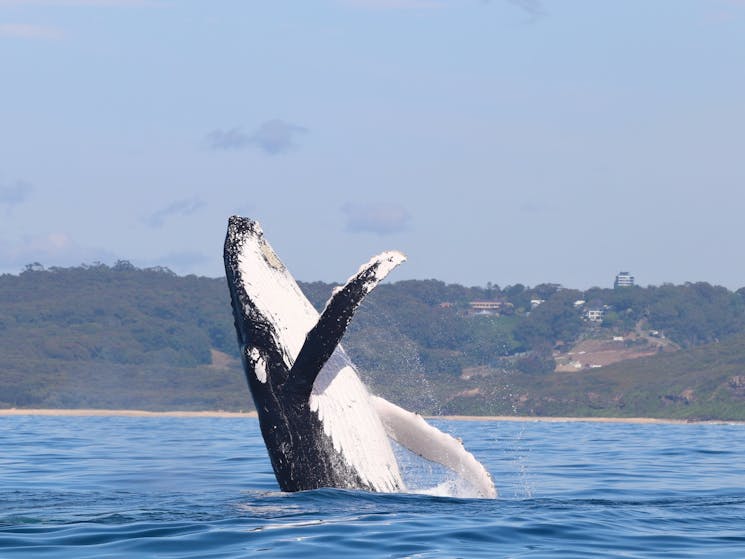 Whale Breach Newcastle