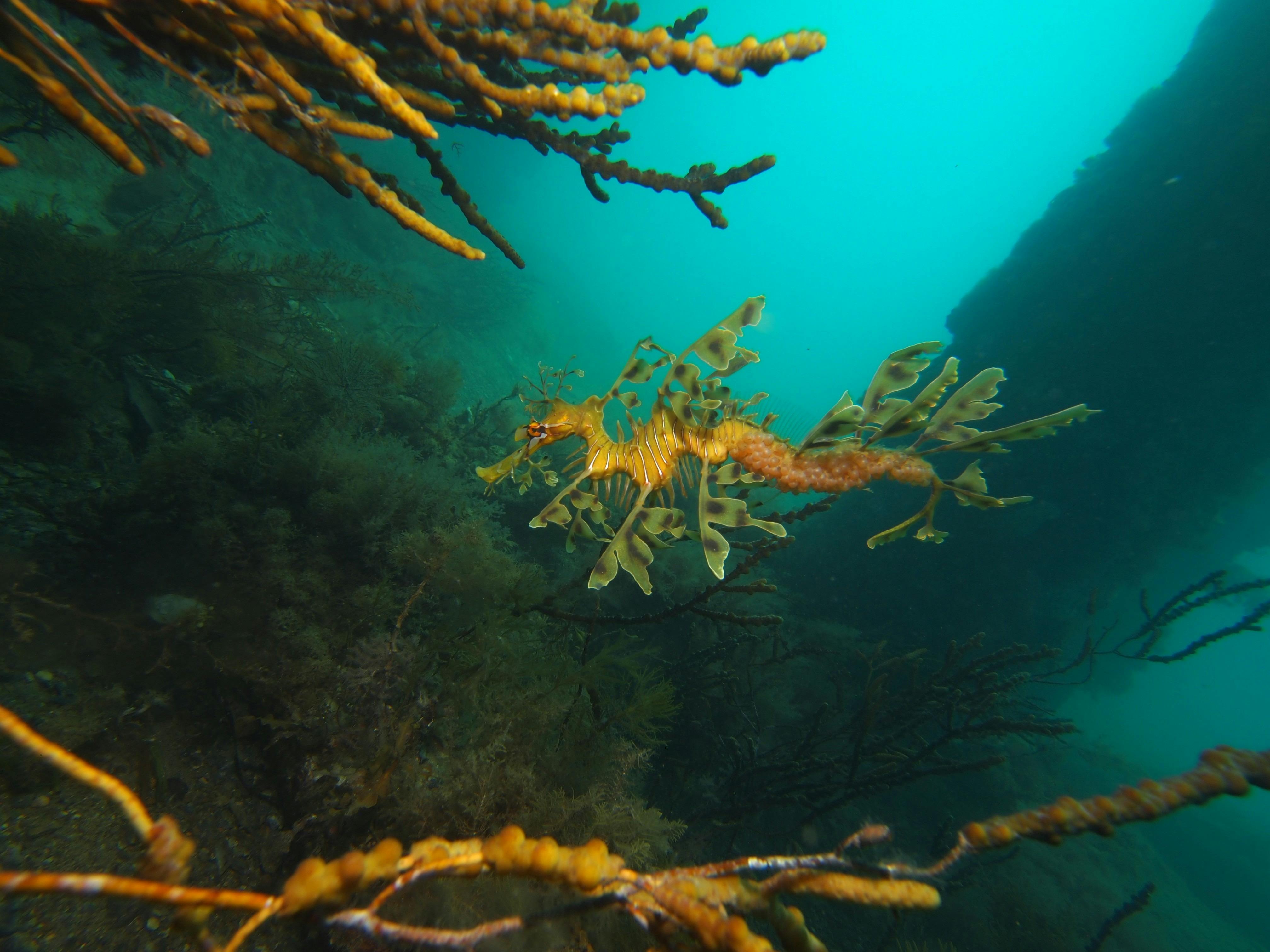 Male leafy seadragon with eggs