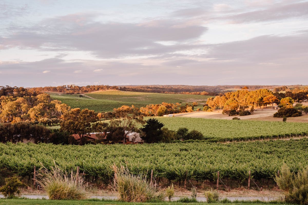 The view from the Never Never Distillery Door in McLaren Vale