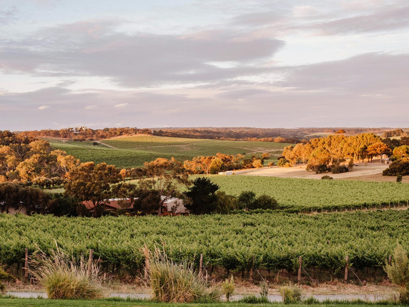 The view from the Never Never Distillery Door in McLaren Vale