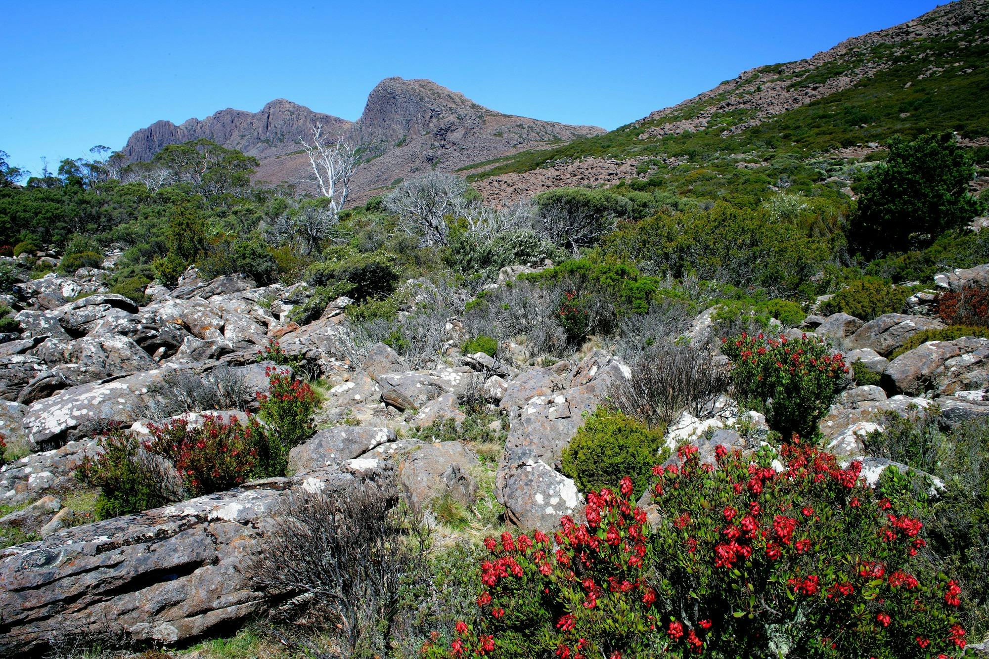 Visit Northern Tasmania | Ben Lomond National Park