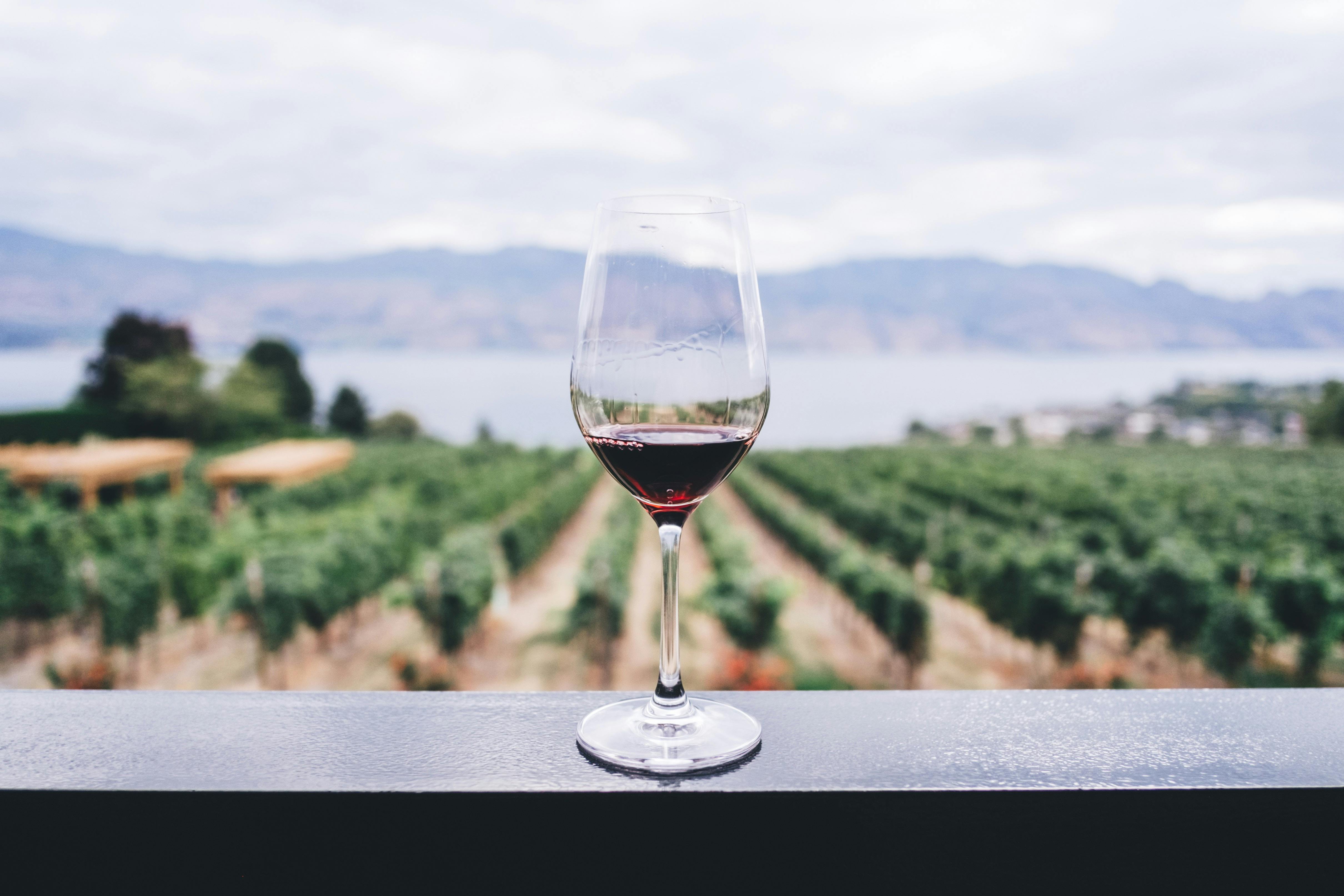 View on the vineyard