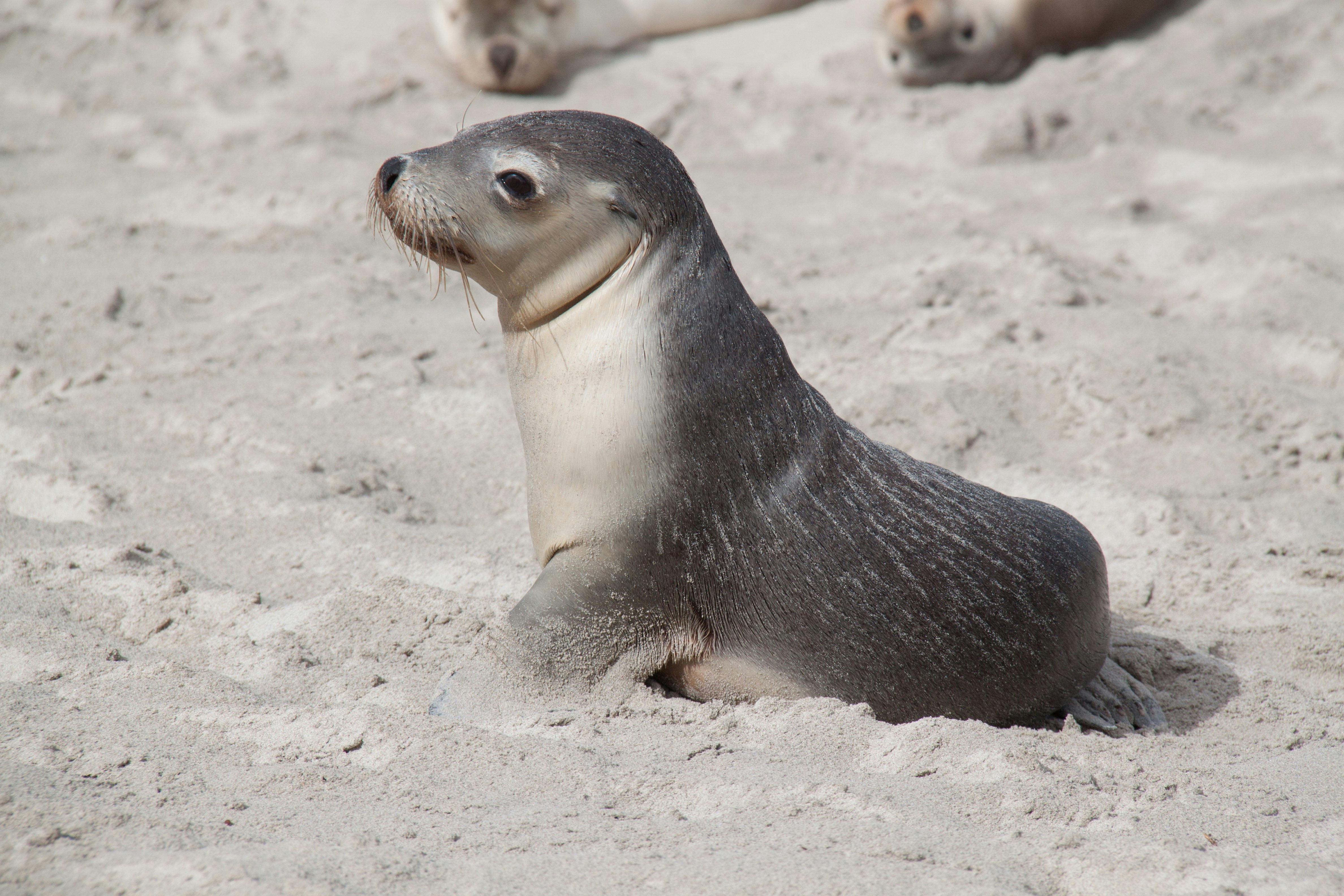 Seal