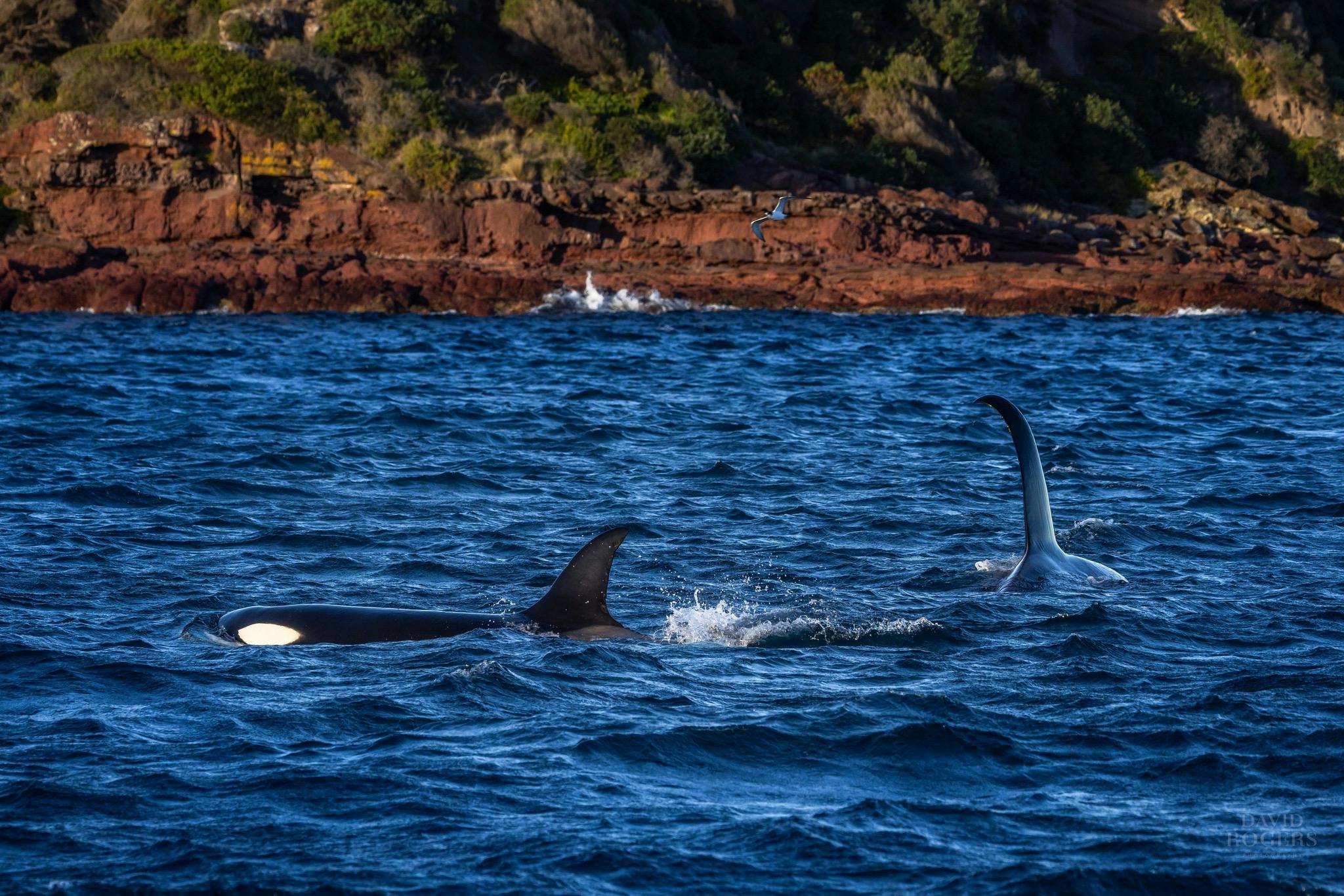 Killer whales Sapphire Coast, orcas, Killer Whale trail, Merimbula