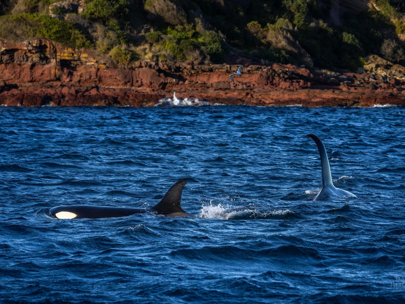 Killer whales Sapphire Coast, orcas, Killer Whale trail, Merimbula