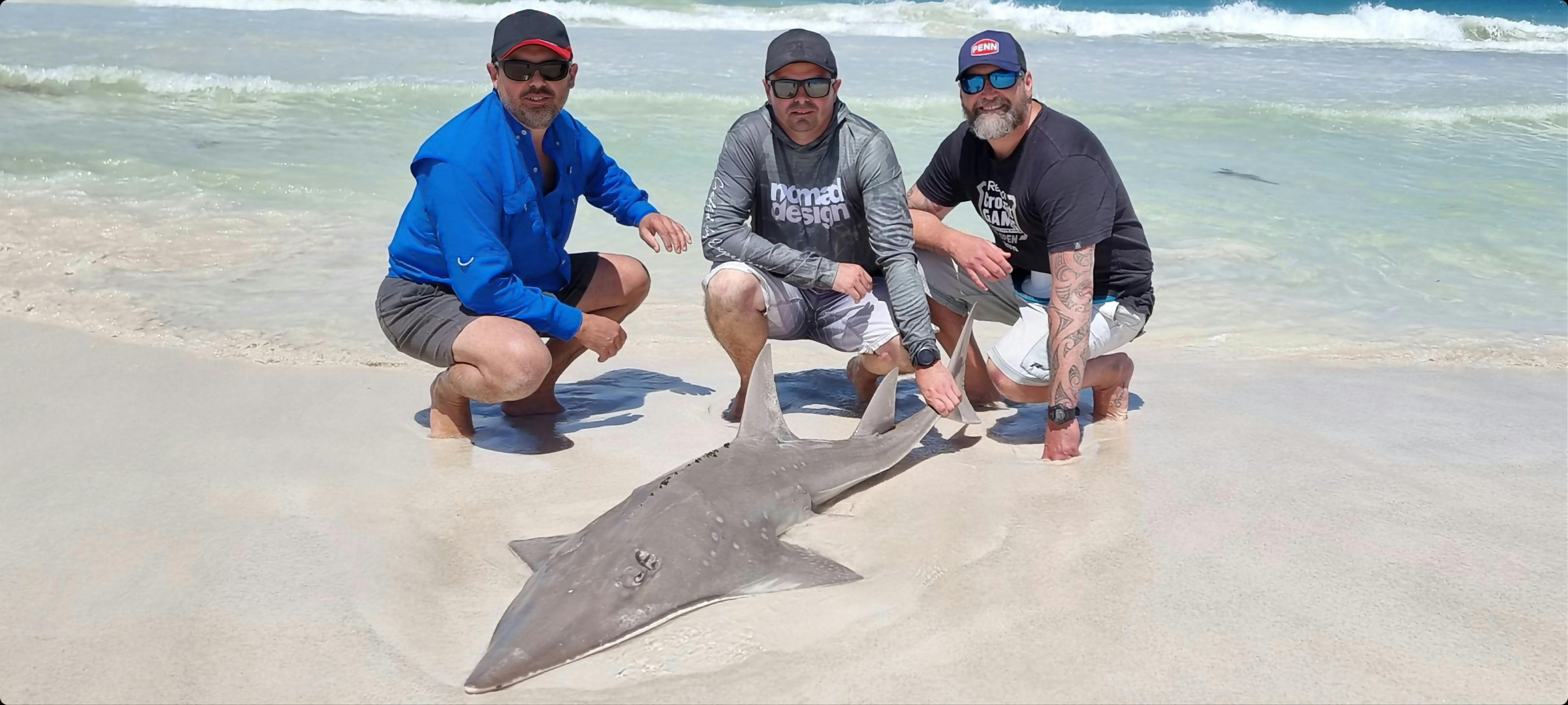 a 30 plus kilo shovelnose caught of the beach in WA