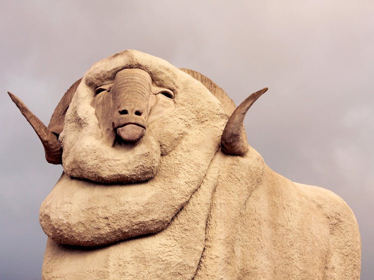 Big Merino