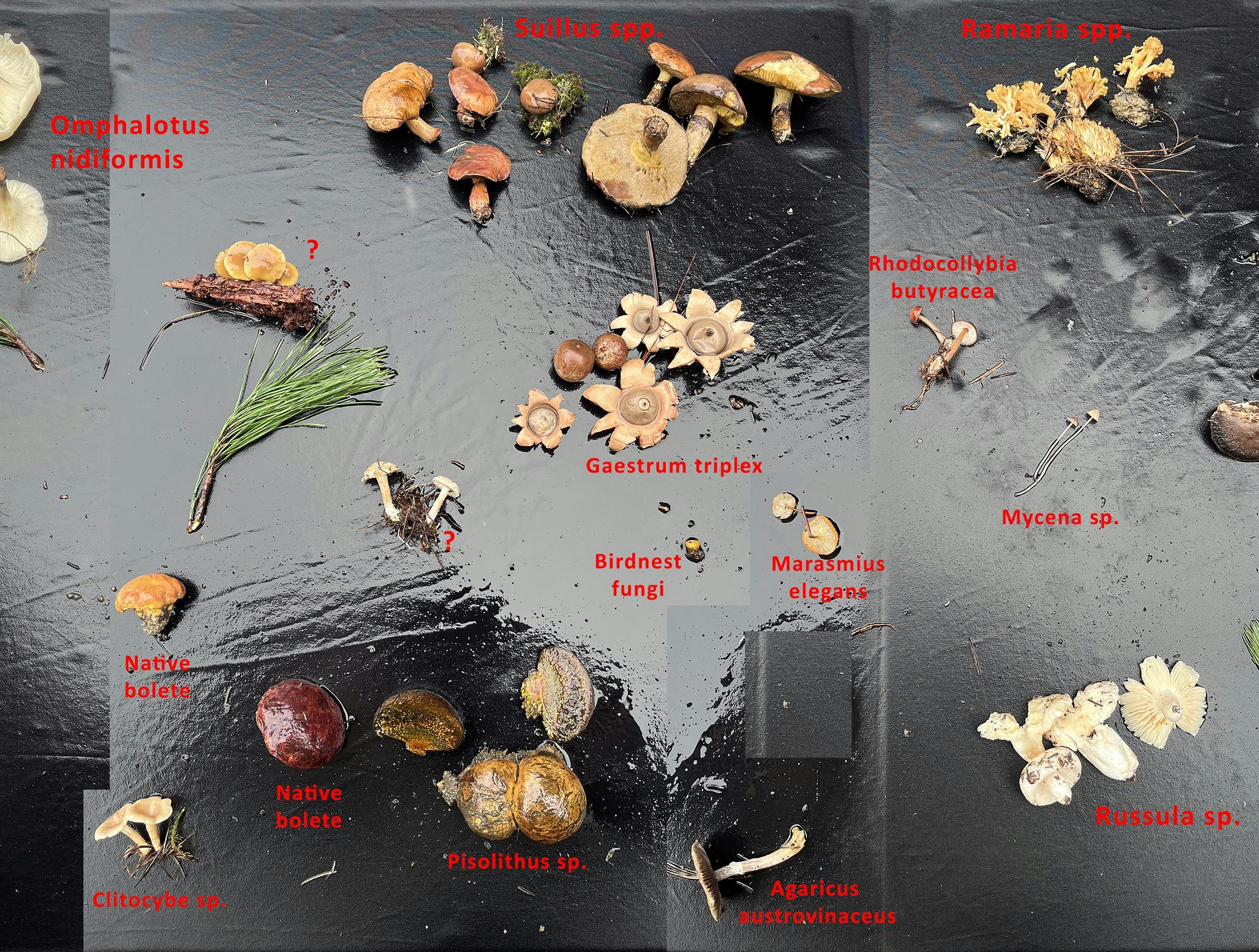 A table with a black tablecloth with several mushroom species displayed on it.