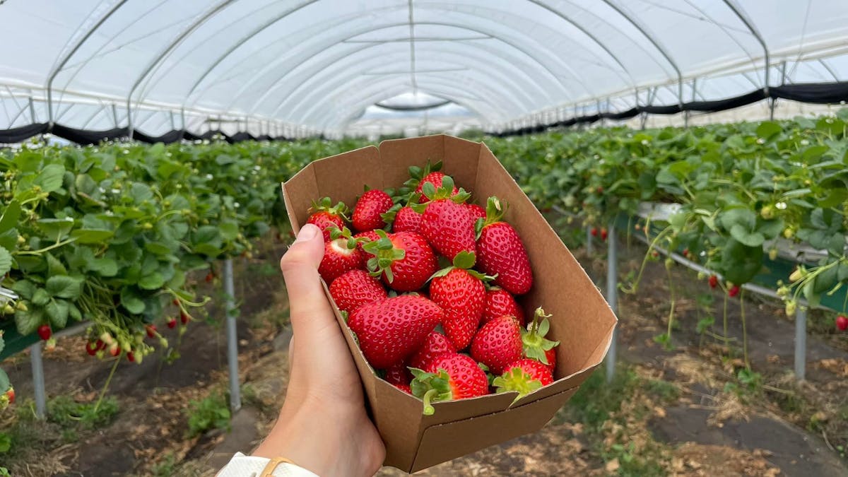 Pick Your Own