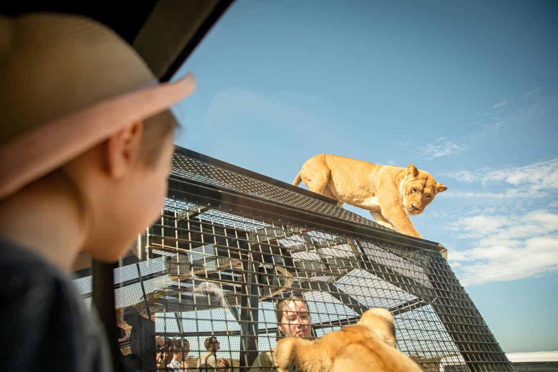 monarto safari park in south australia