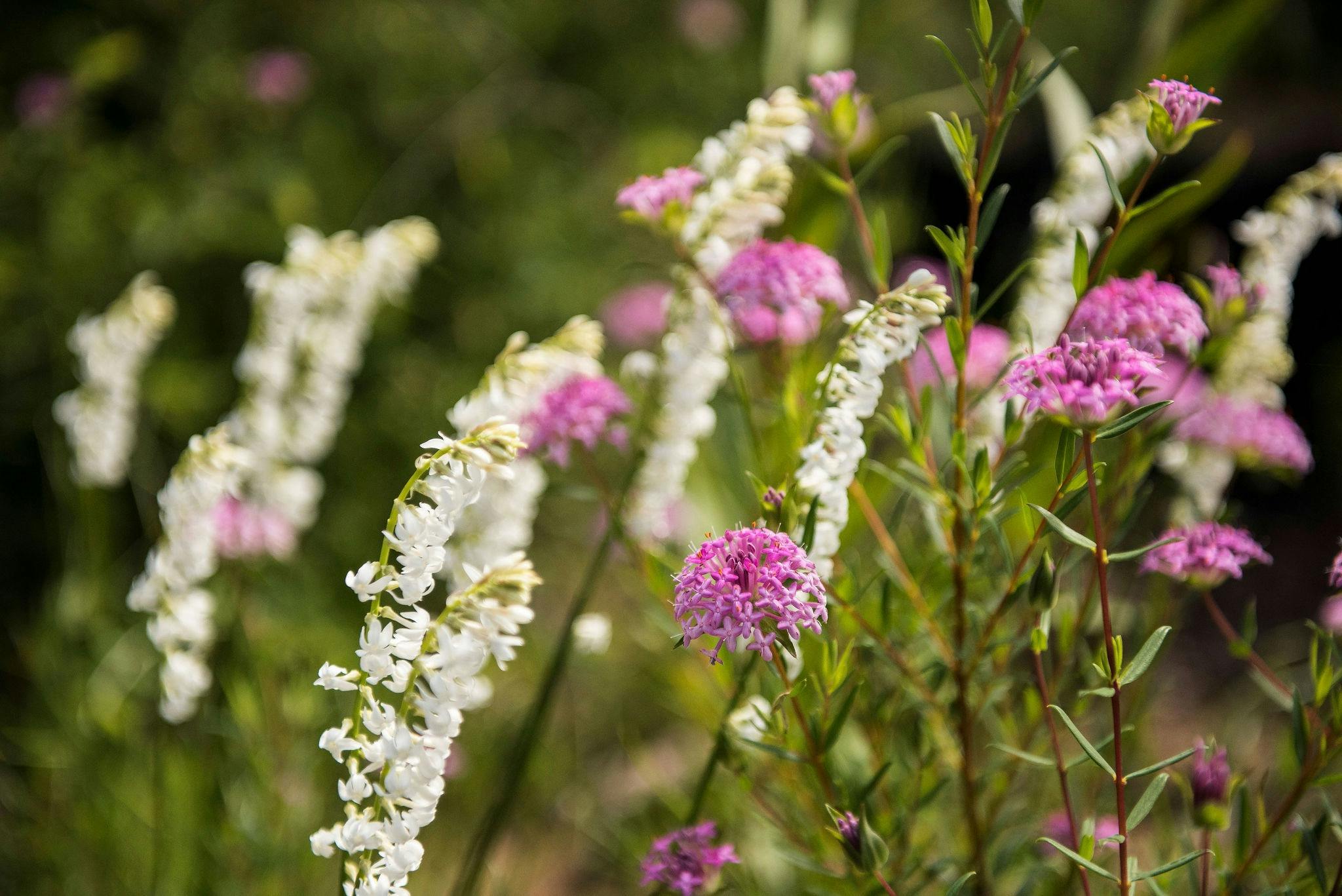 In spring wildflowers are in full bloom , creating a stunning display of colour along the track.
