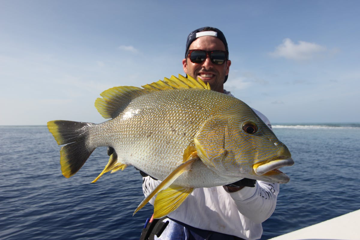 A beautiful reef fish which loves to take a surface lure over the reef flats.