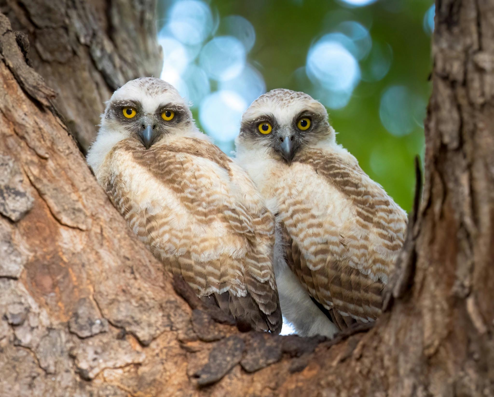 Juvenile Rufous Owls, Ninox rufa, at Fannie Bay, Darwin, Northern Territory