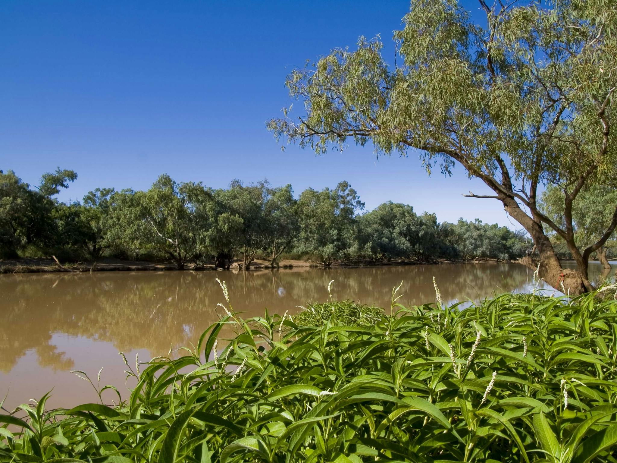 Waterhole surrounded by lush vegetation Waterhole surrounded by lush vegetation